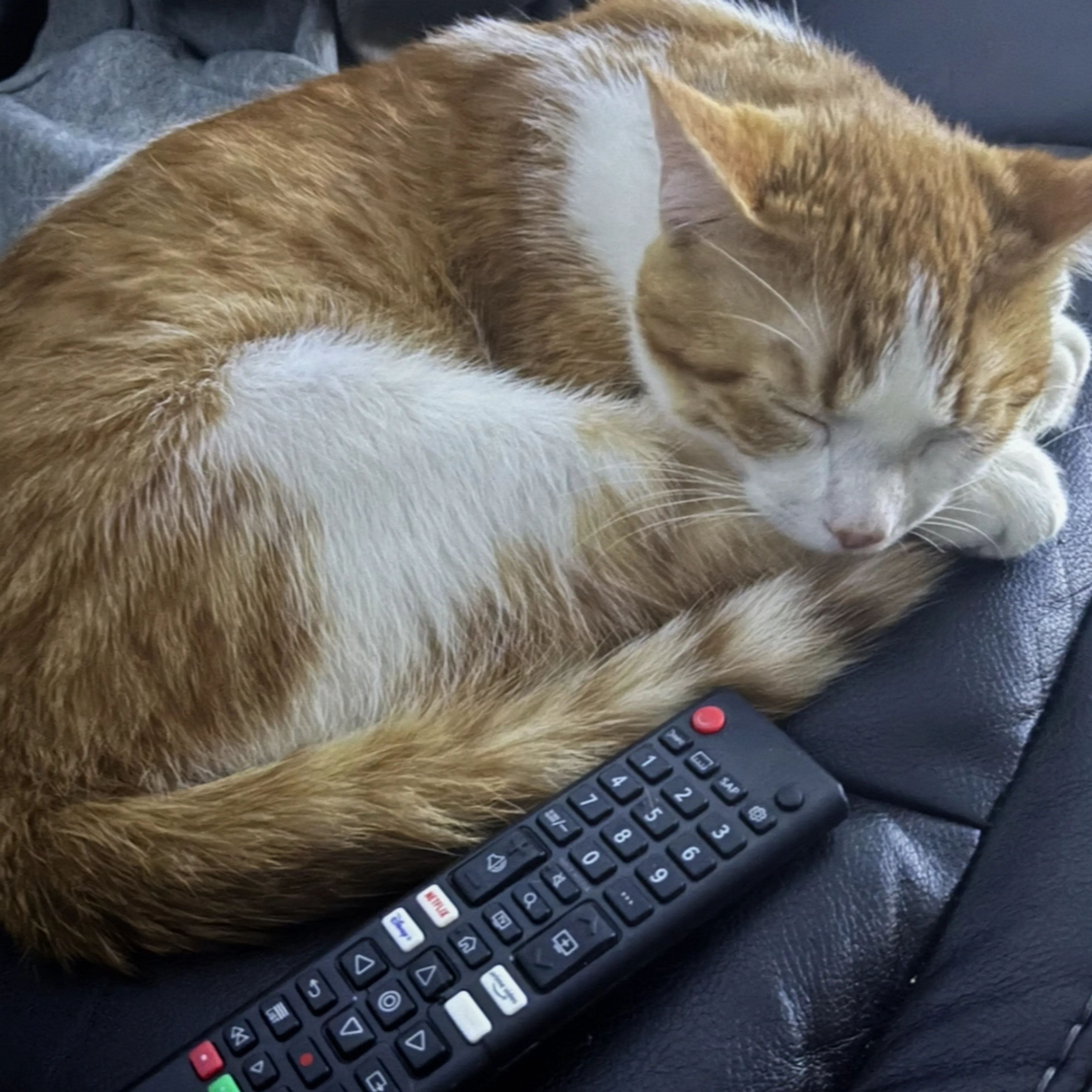 Lost pet-1