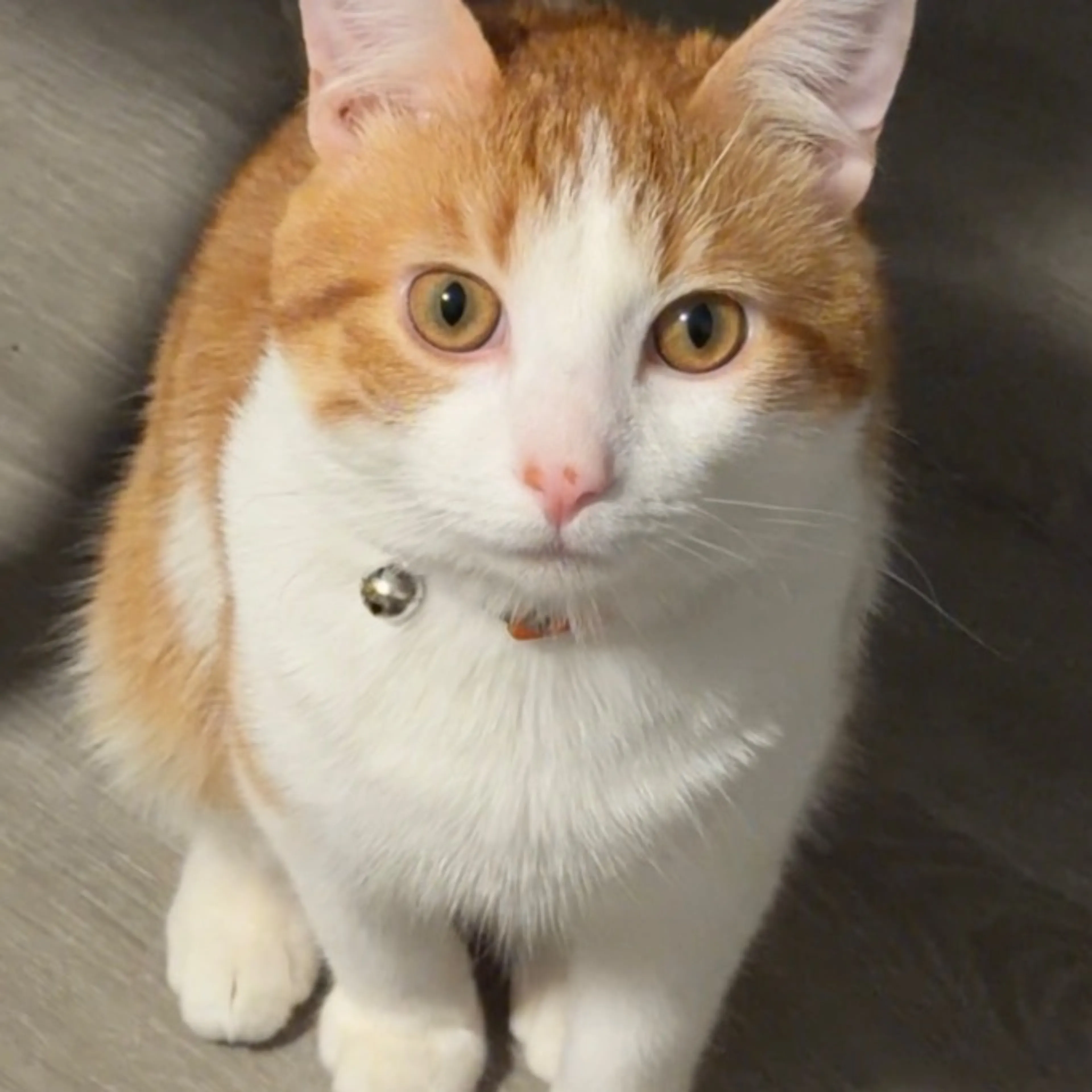 Lost pet-0