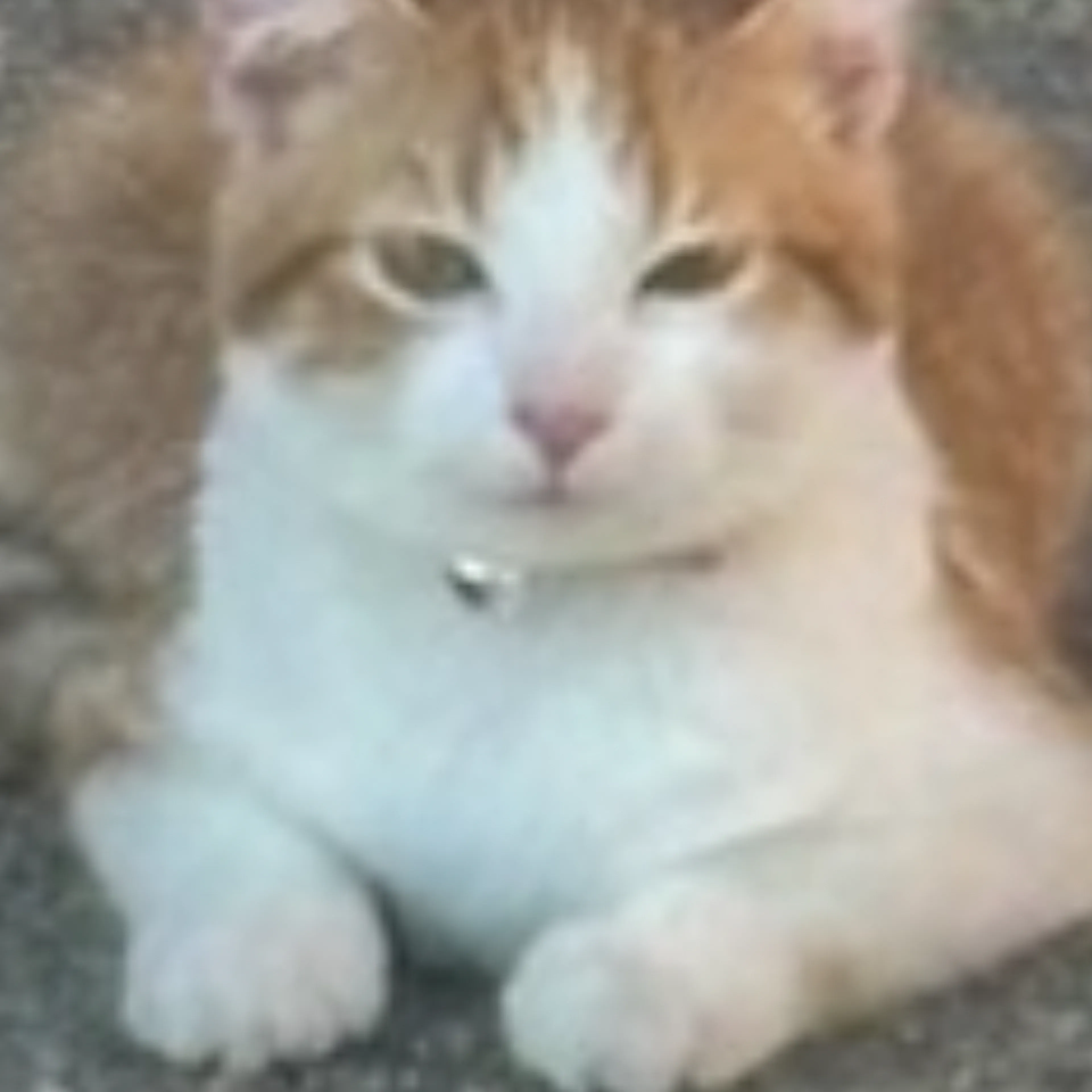 Lost pet-2