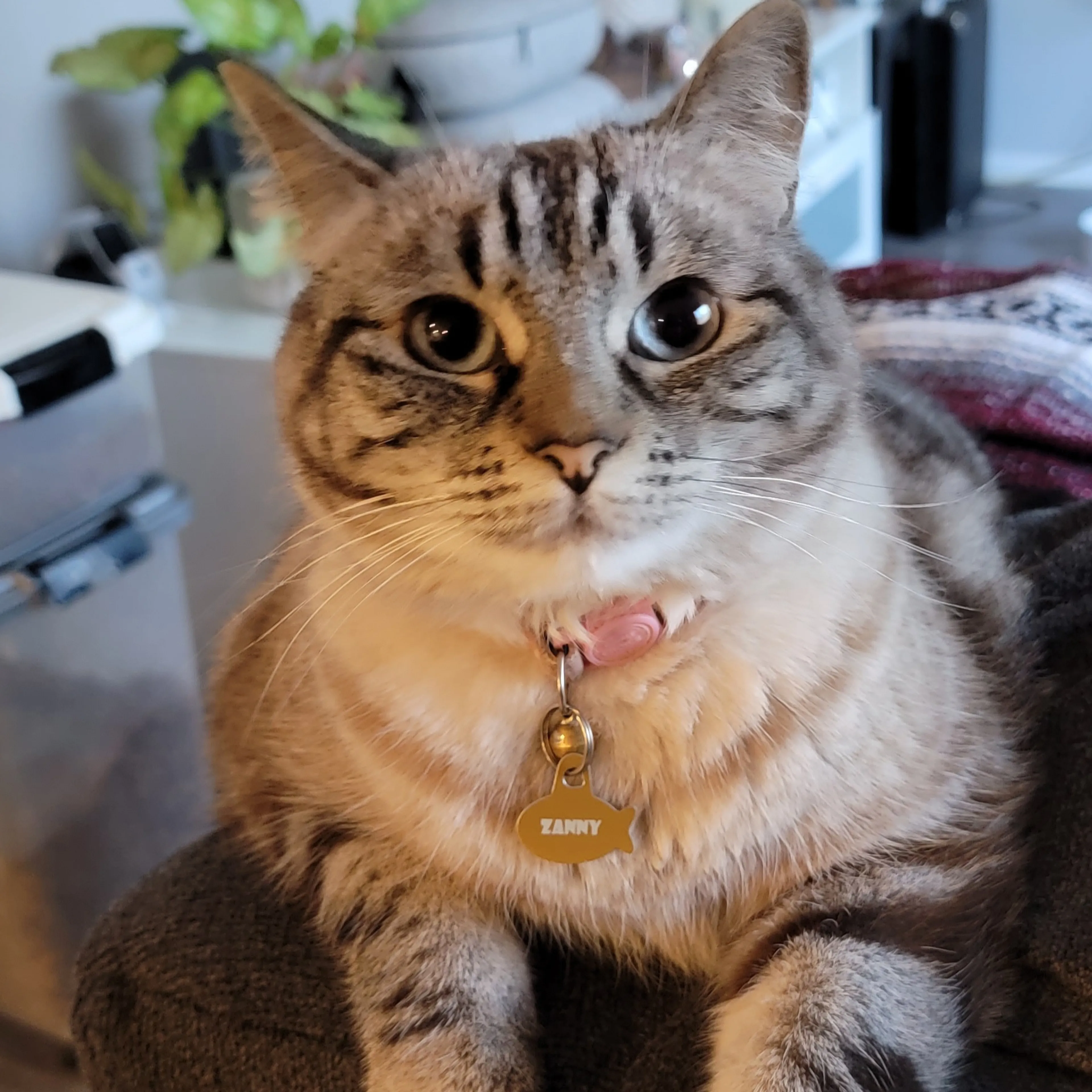 Lost pet-1