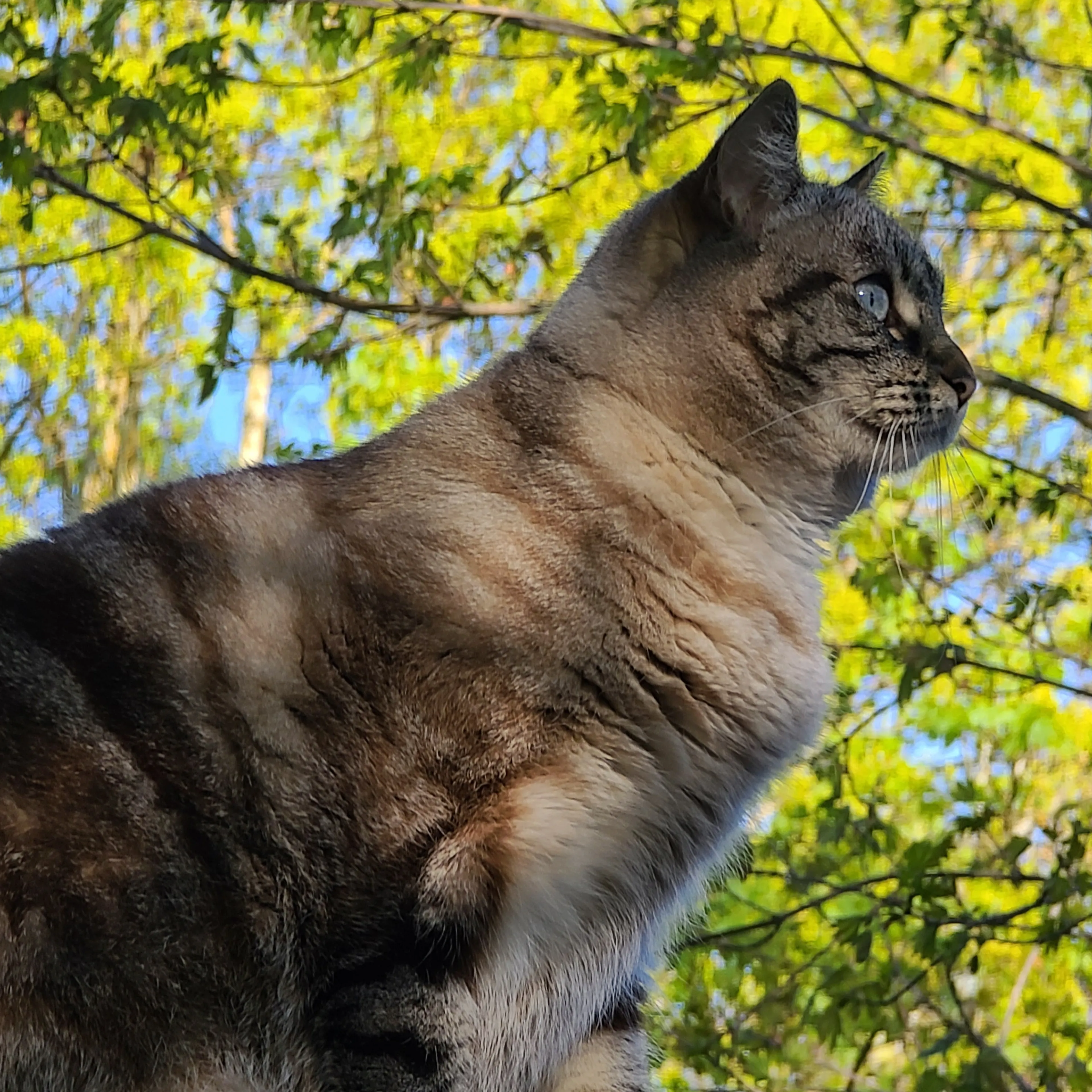 Lost pet-2