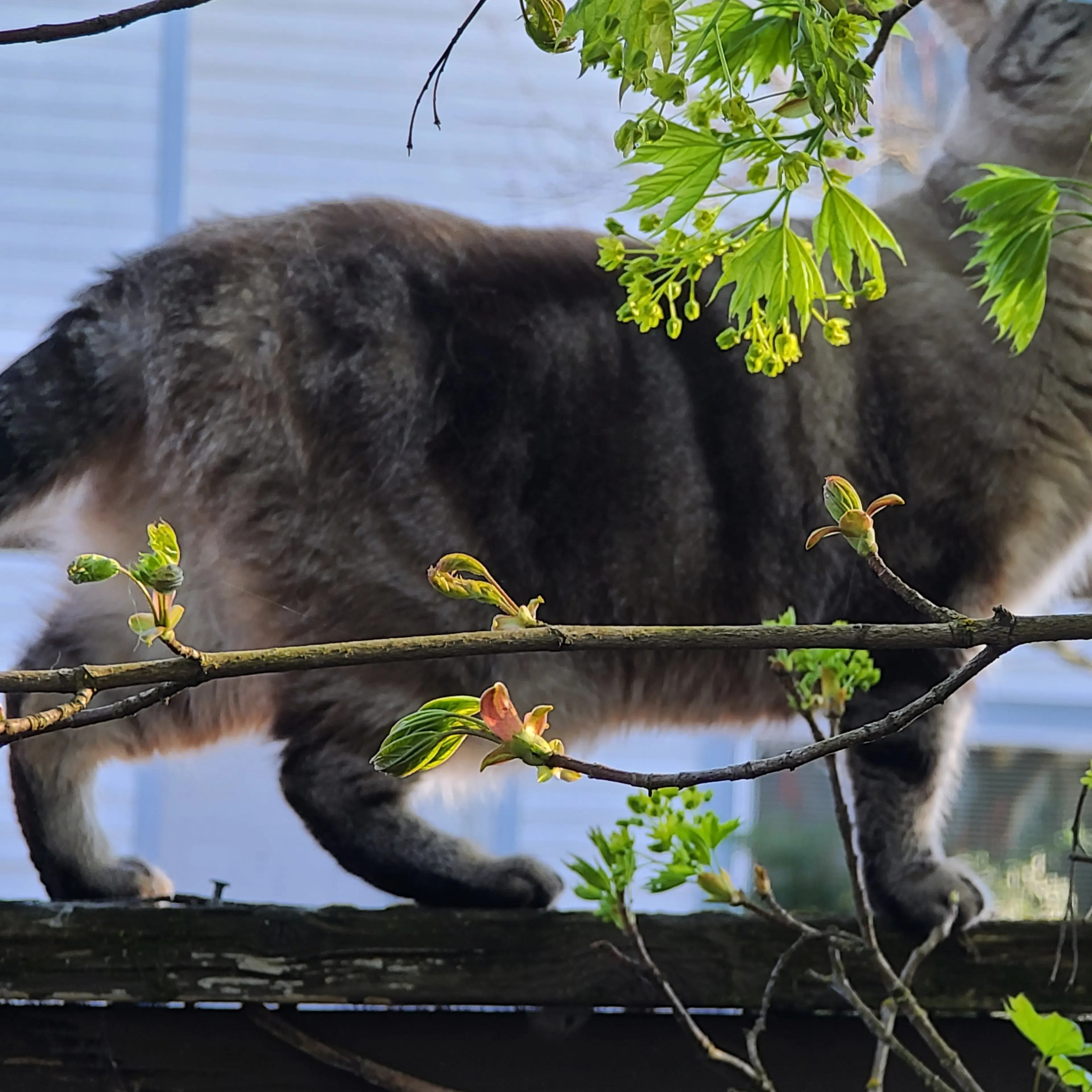 Lost pet-3