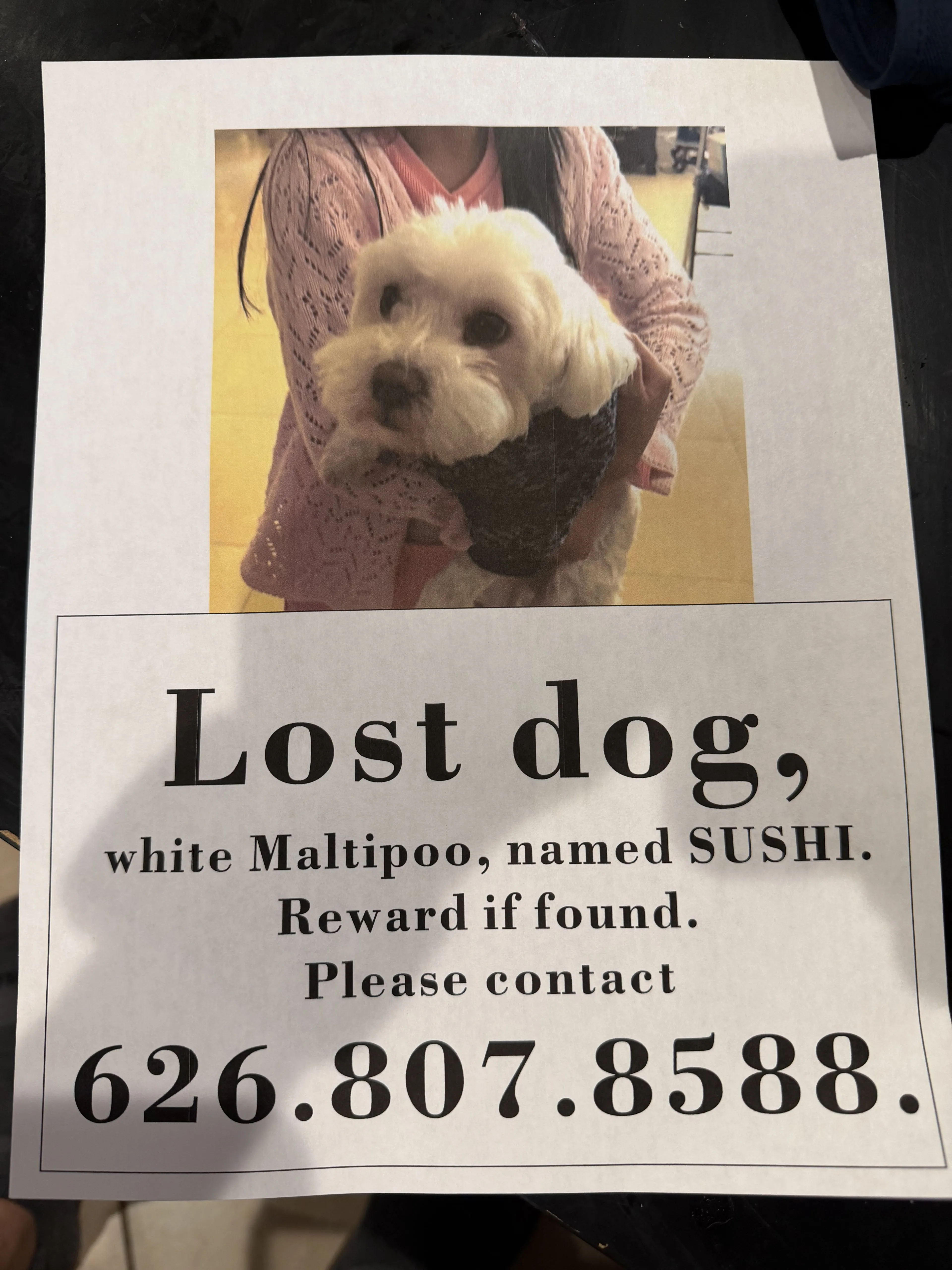 Lost pet