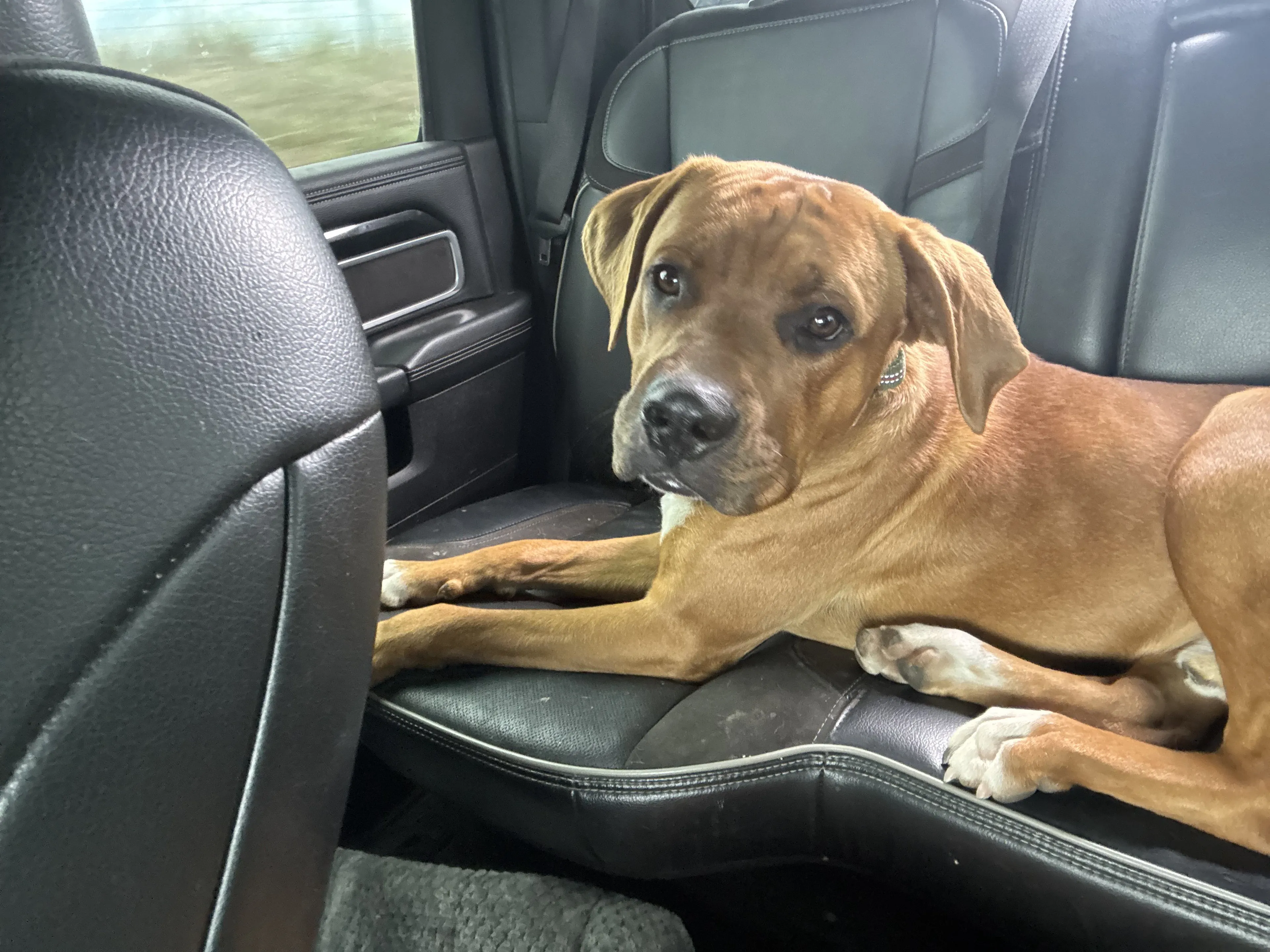 Lost pet