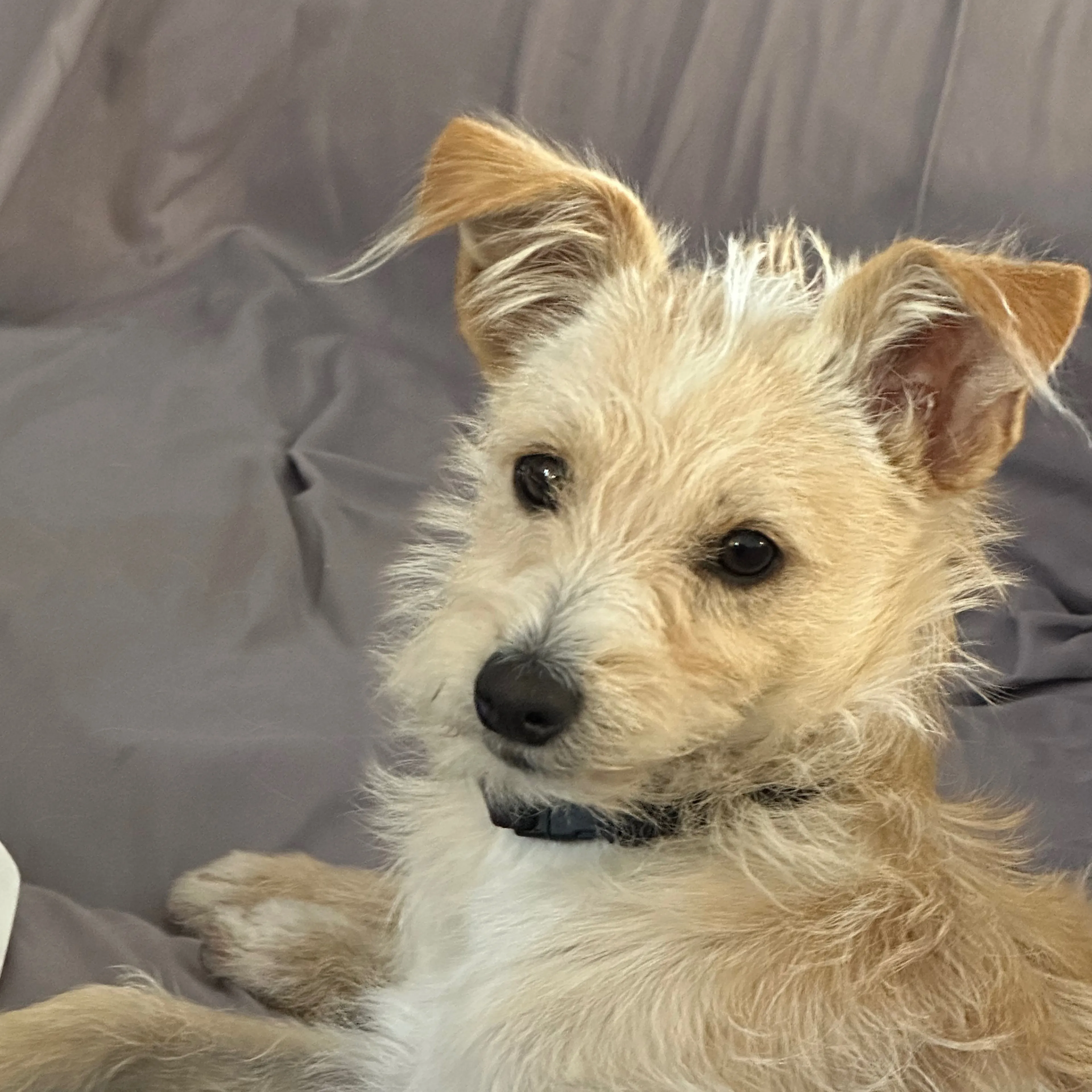 Lost pet-2