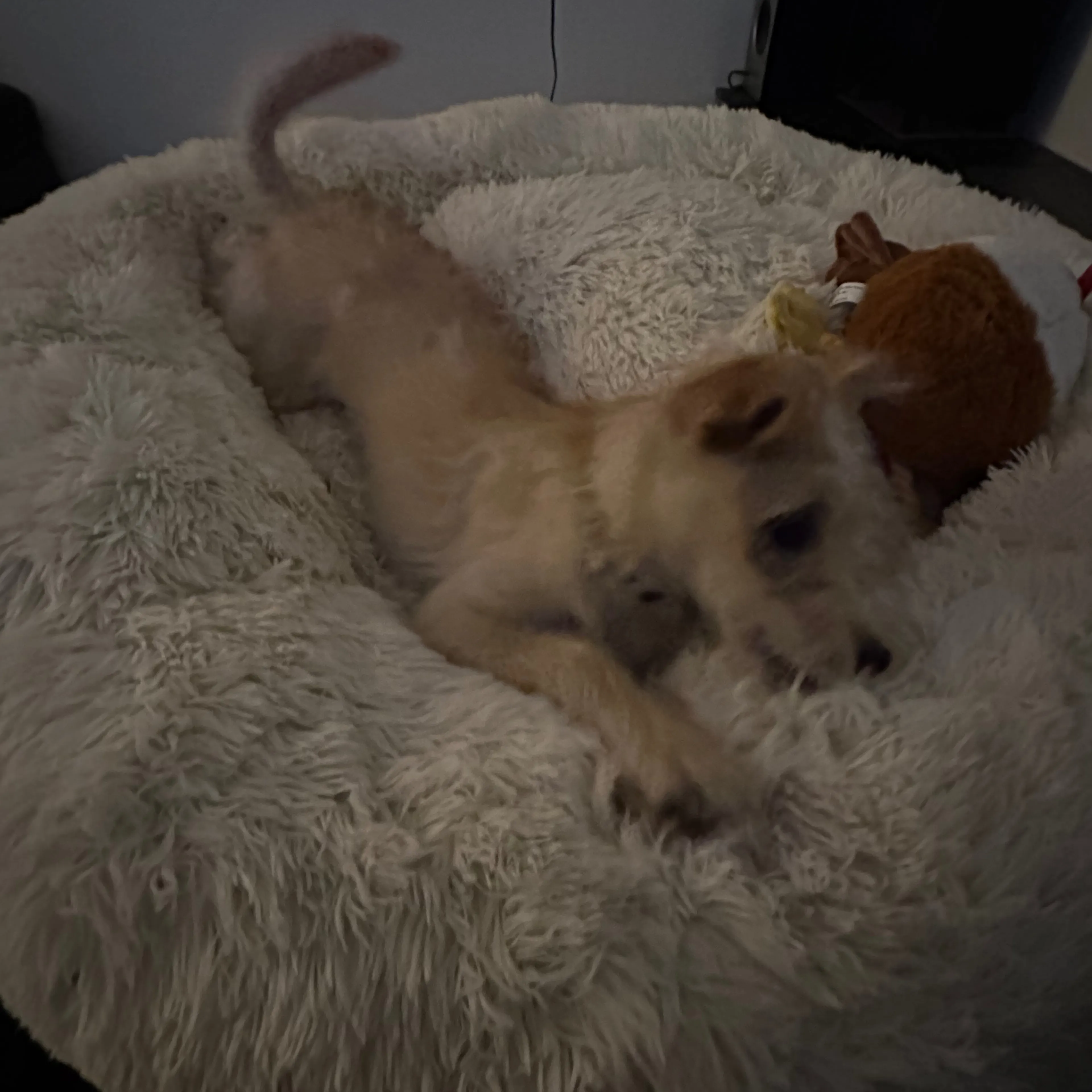 Lost pet-1