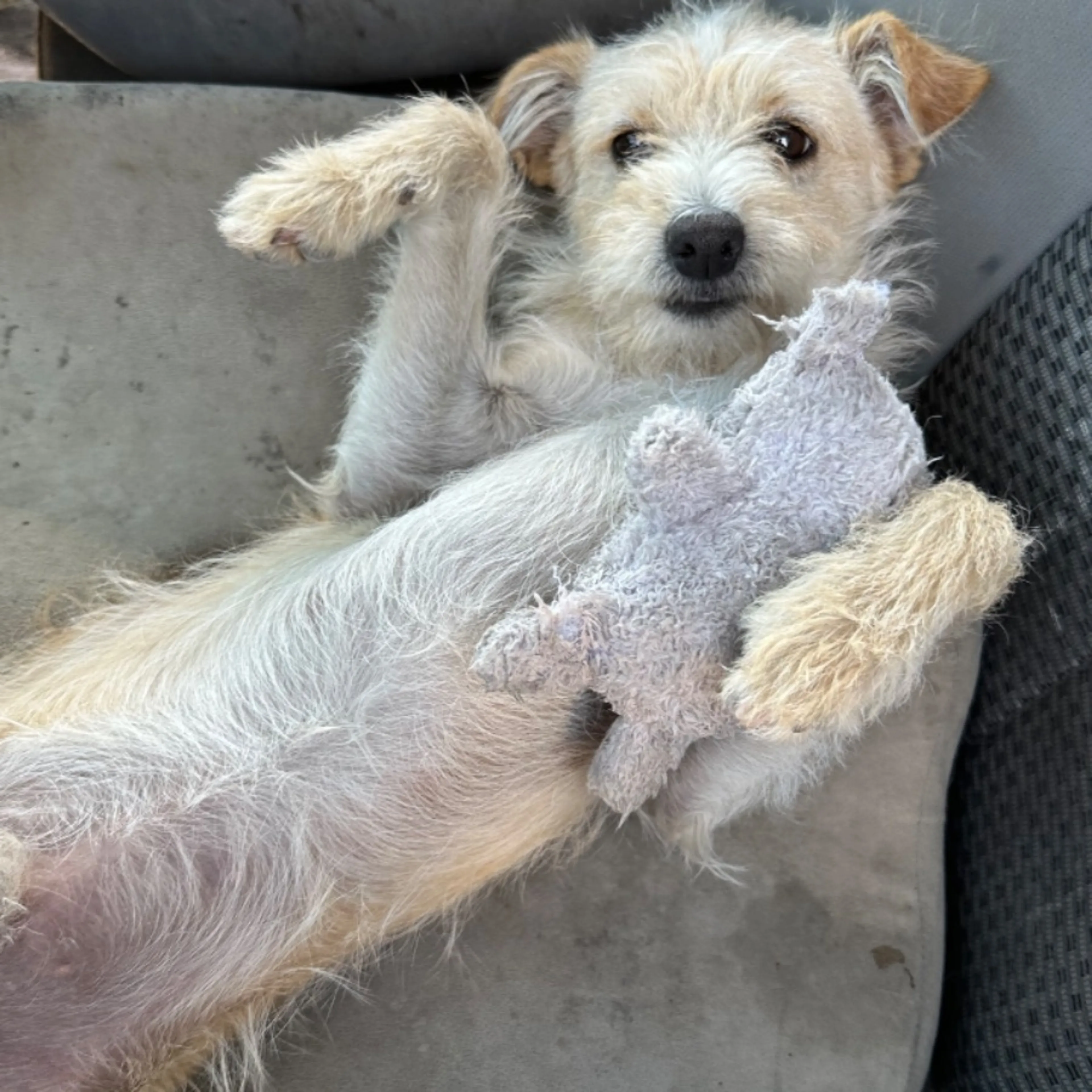 Lost pet-0