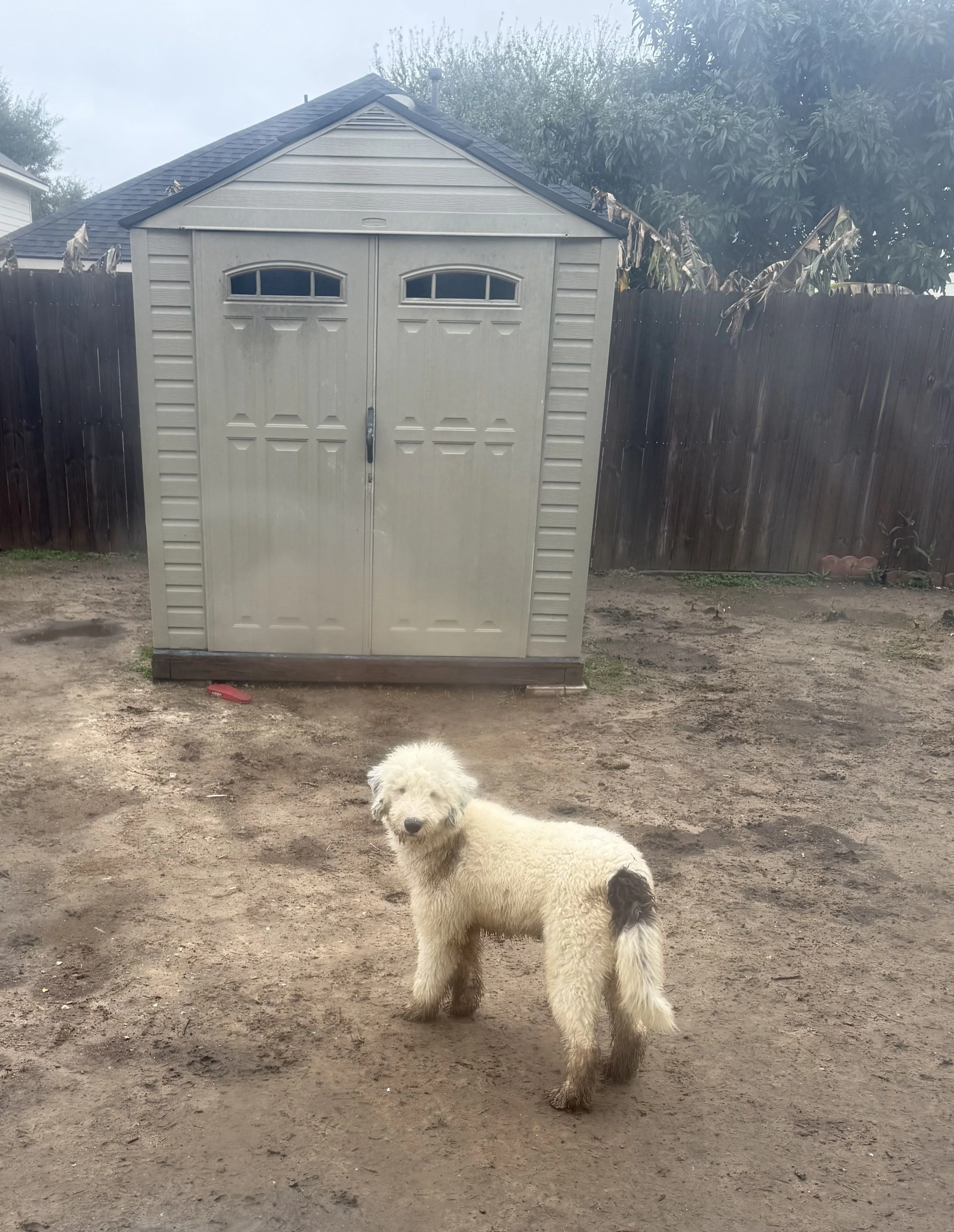 Lost pet