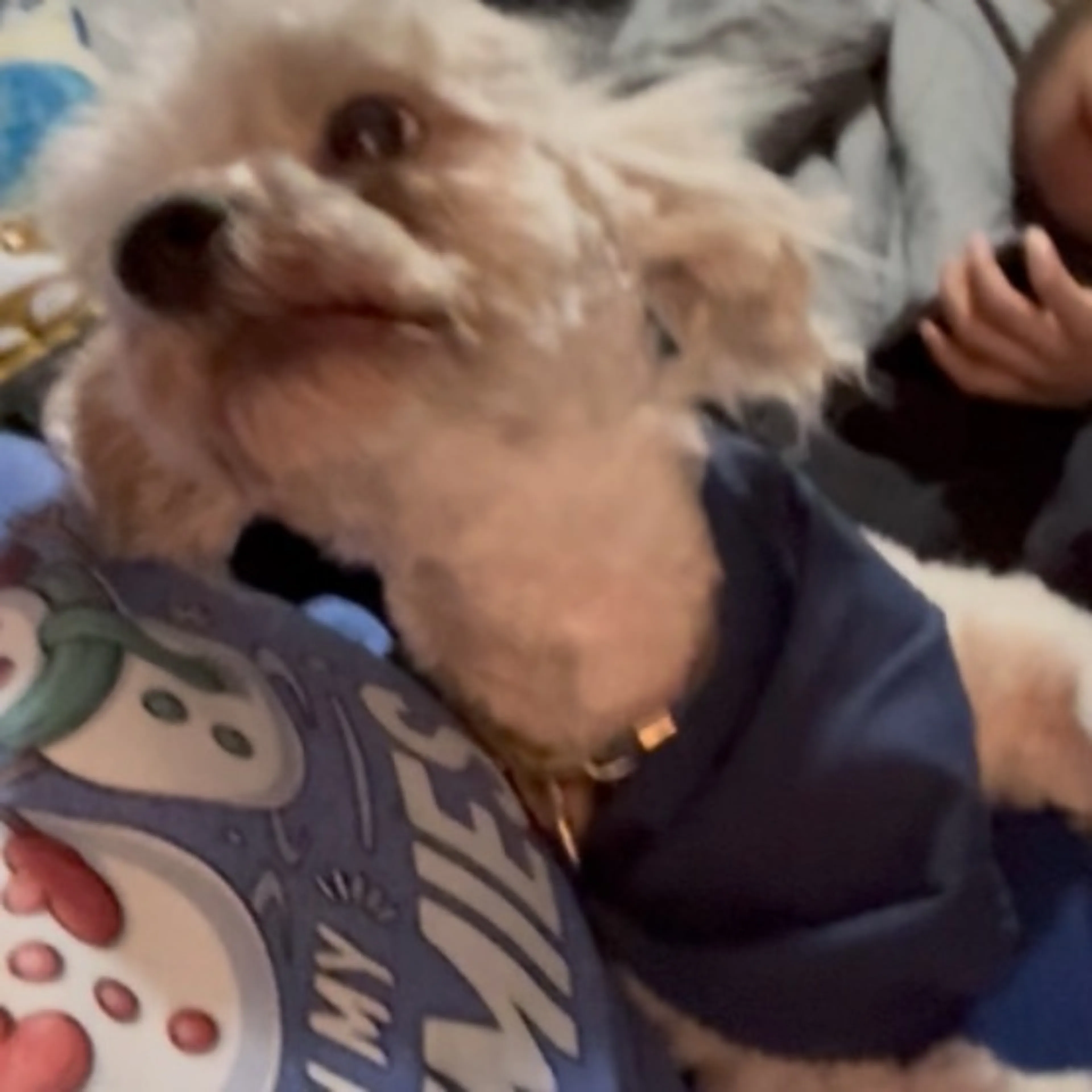 Lost pet