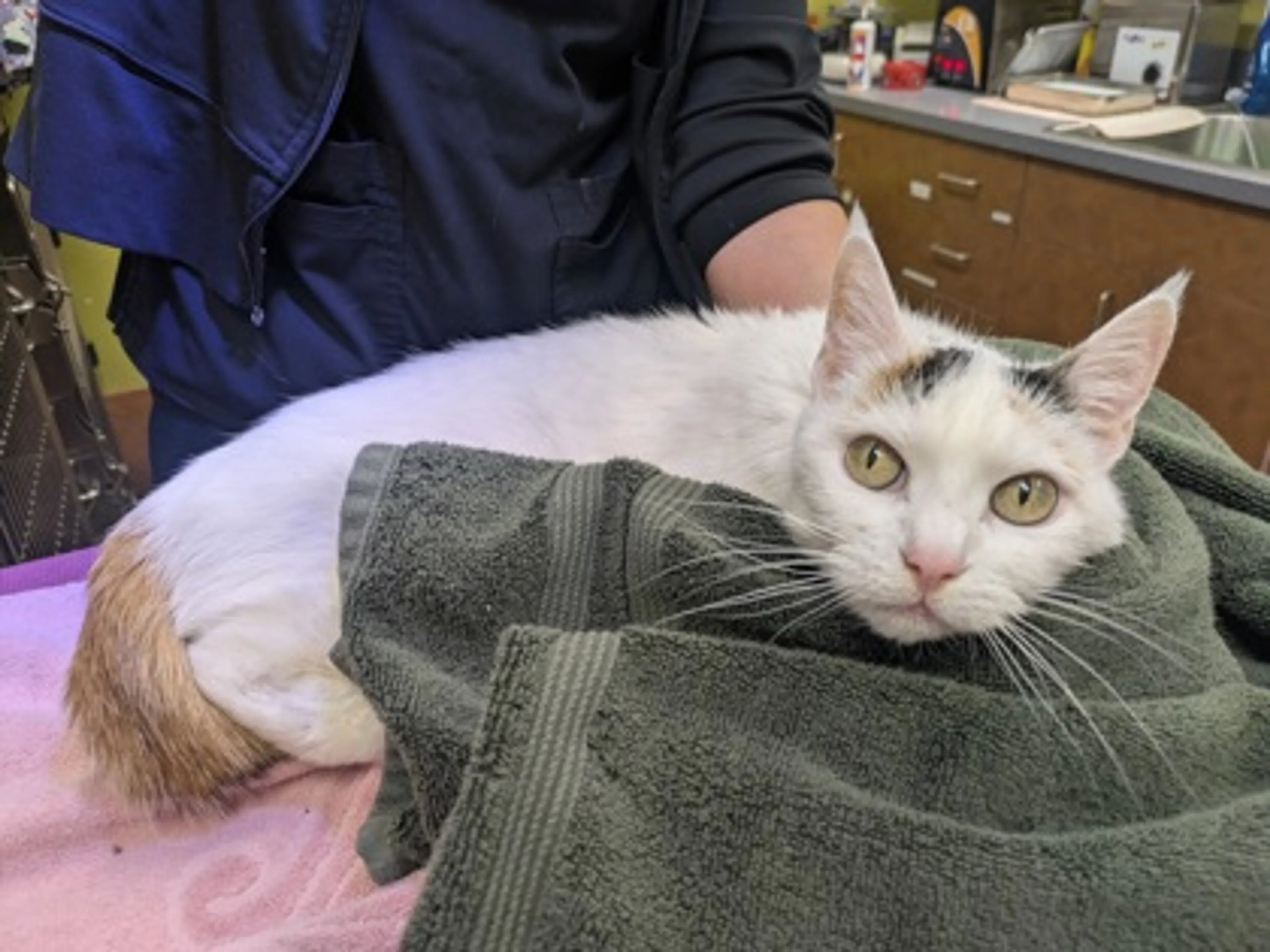 Found pet-1