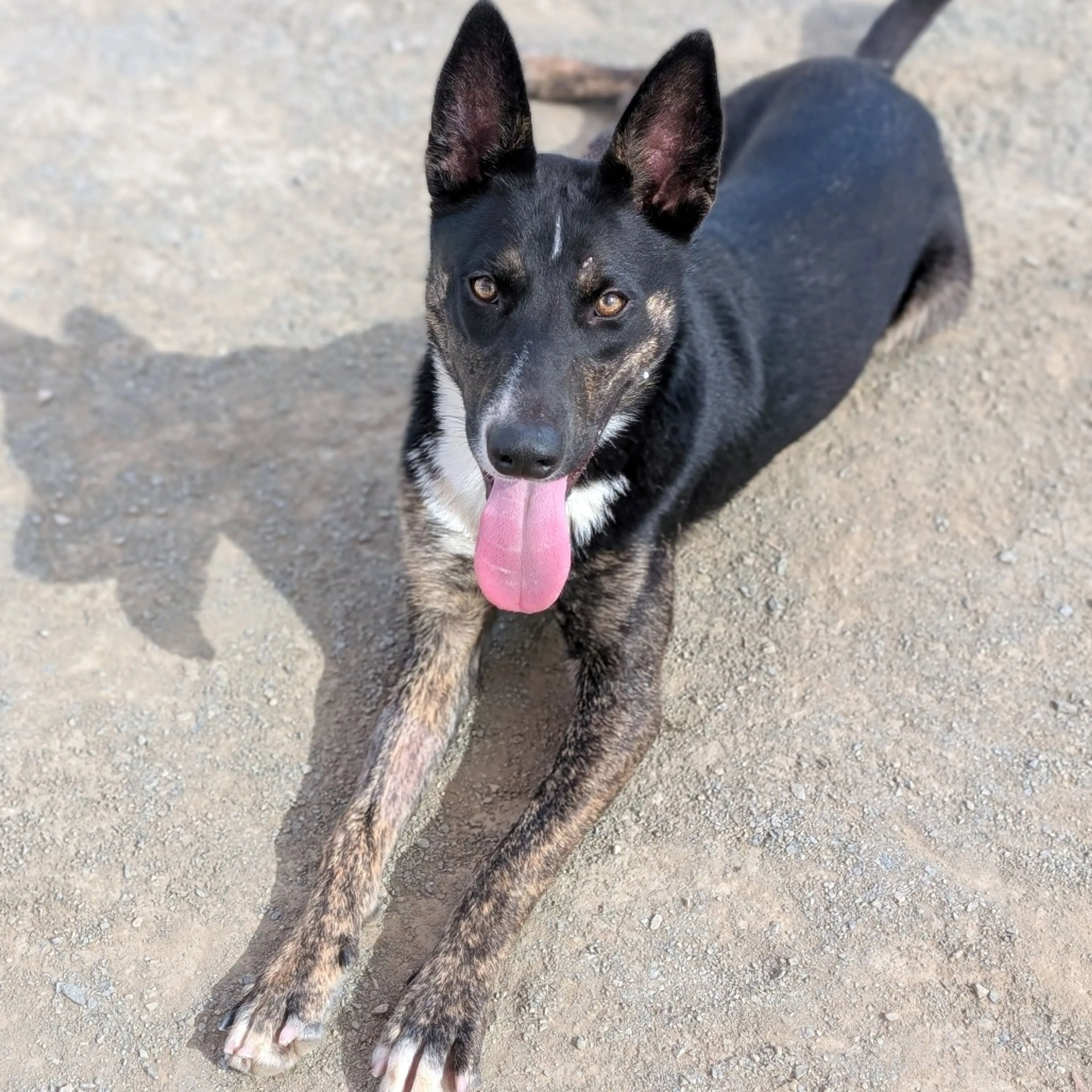 Found pet-2