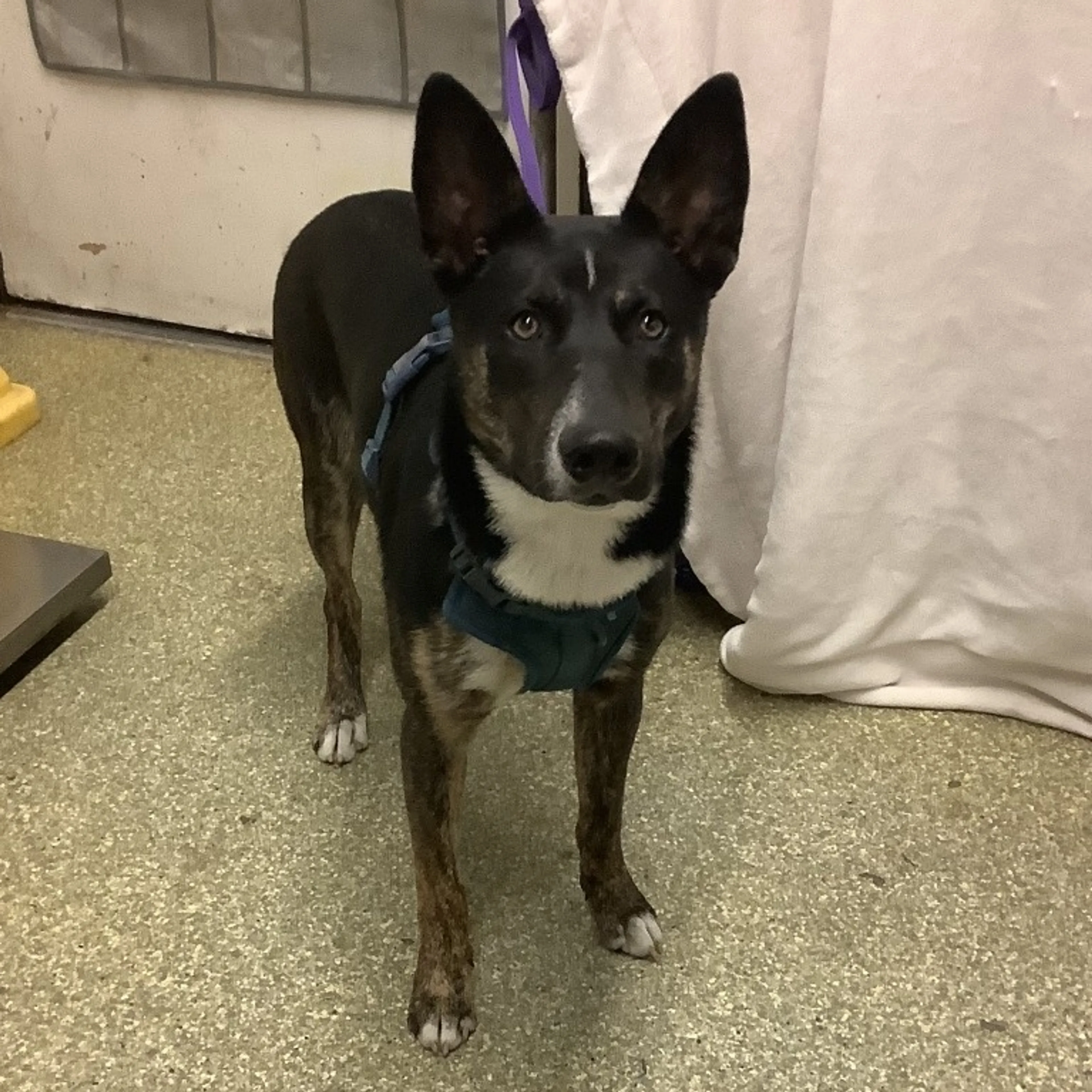 Found pet-1