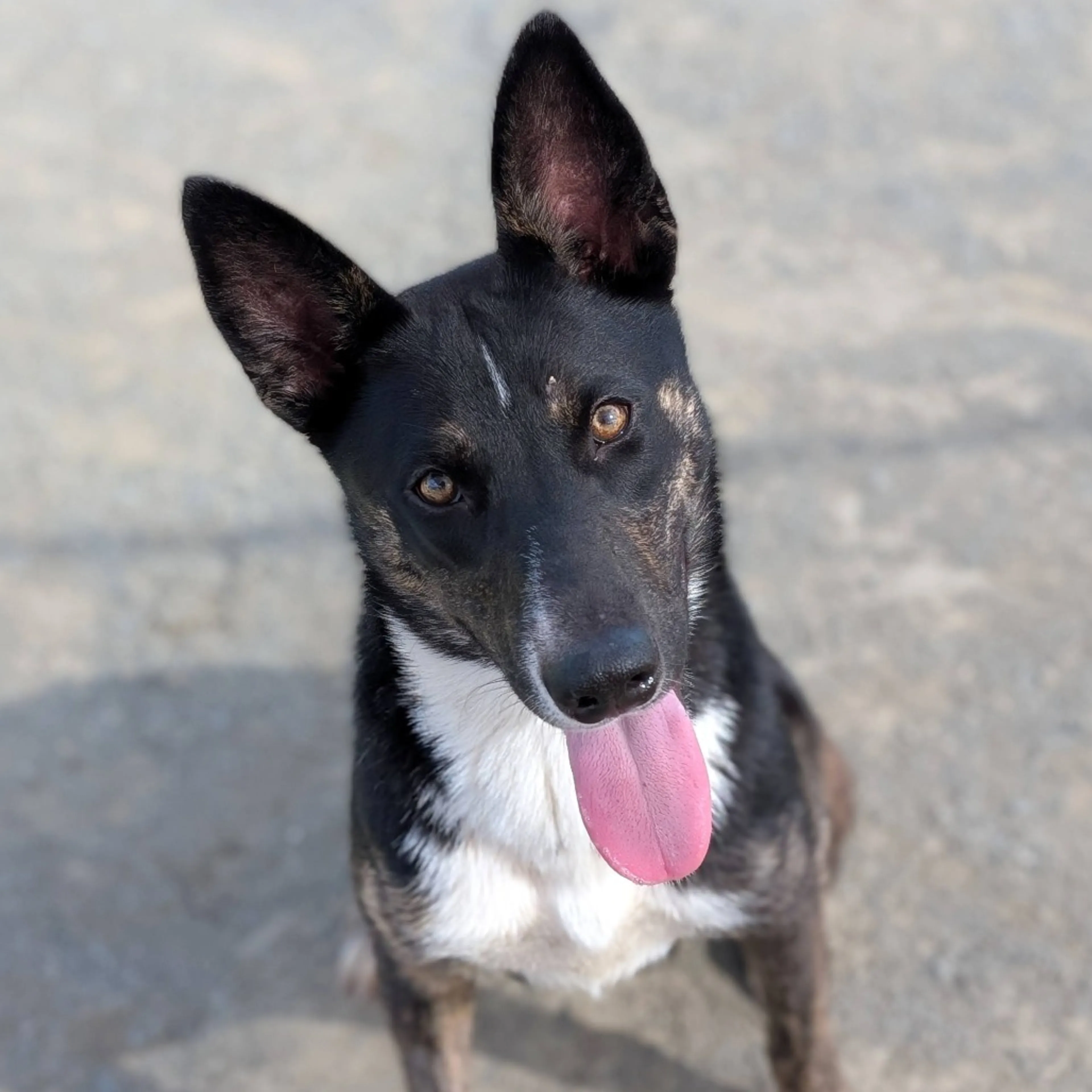 Found pet-3