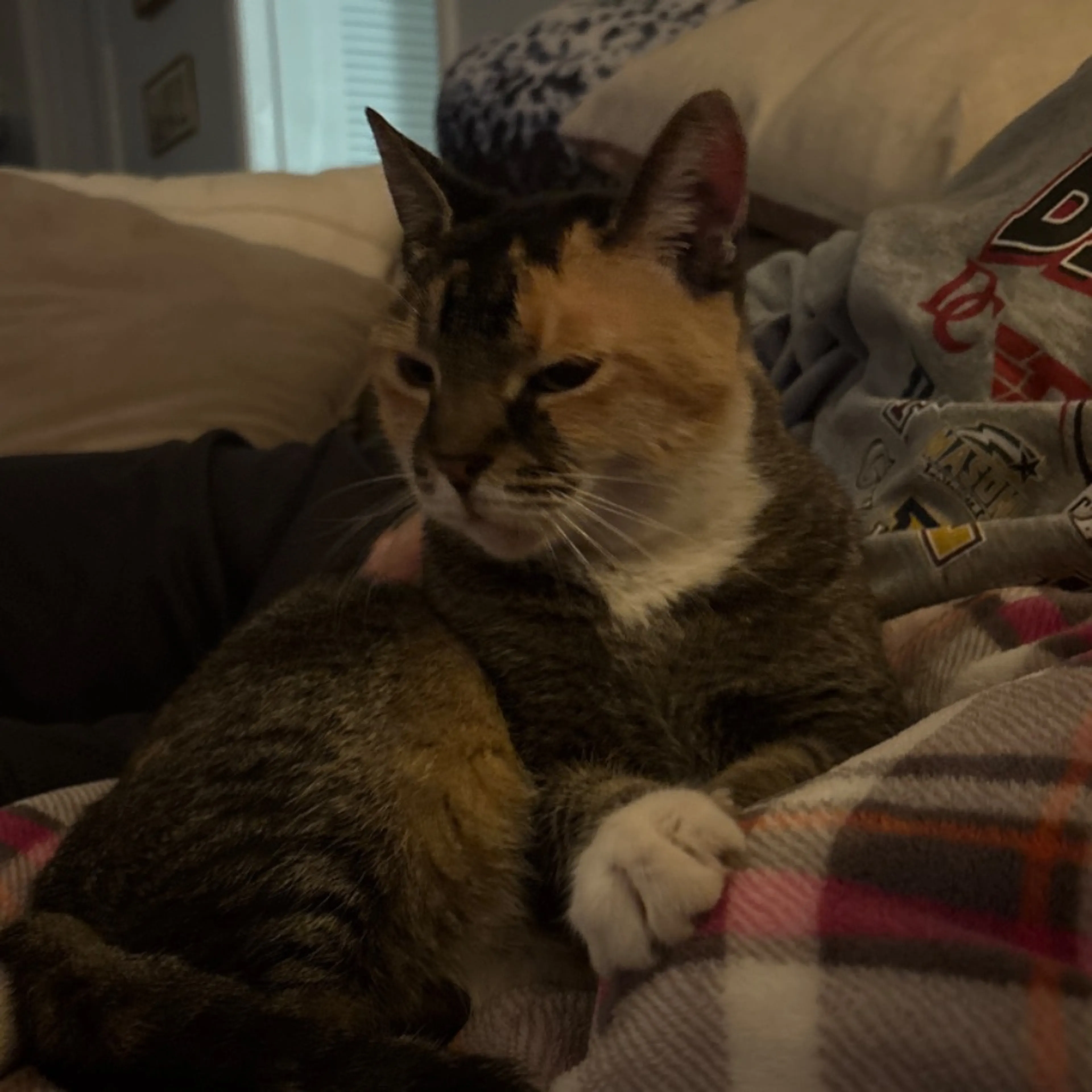 Found pet