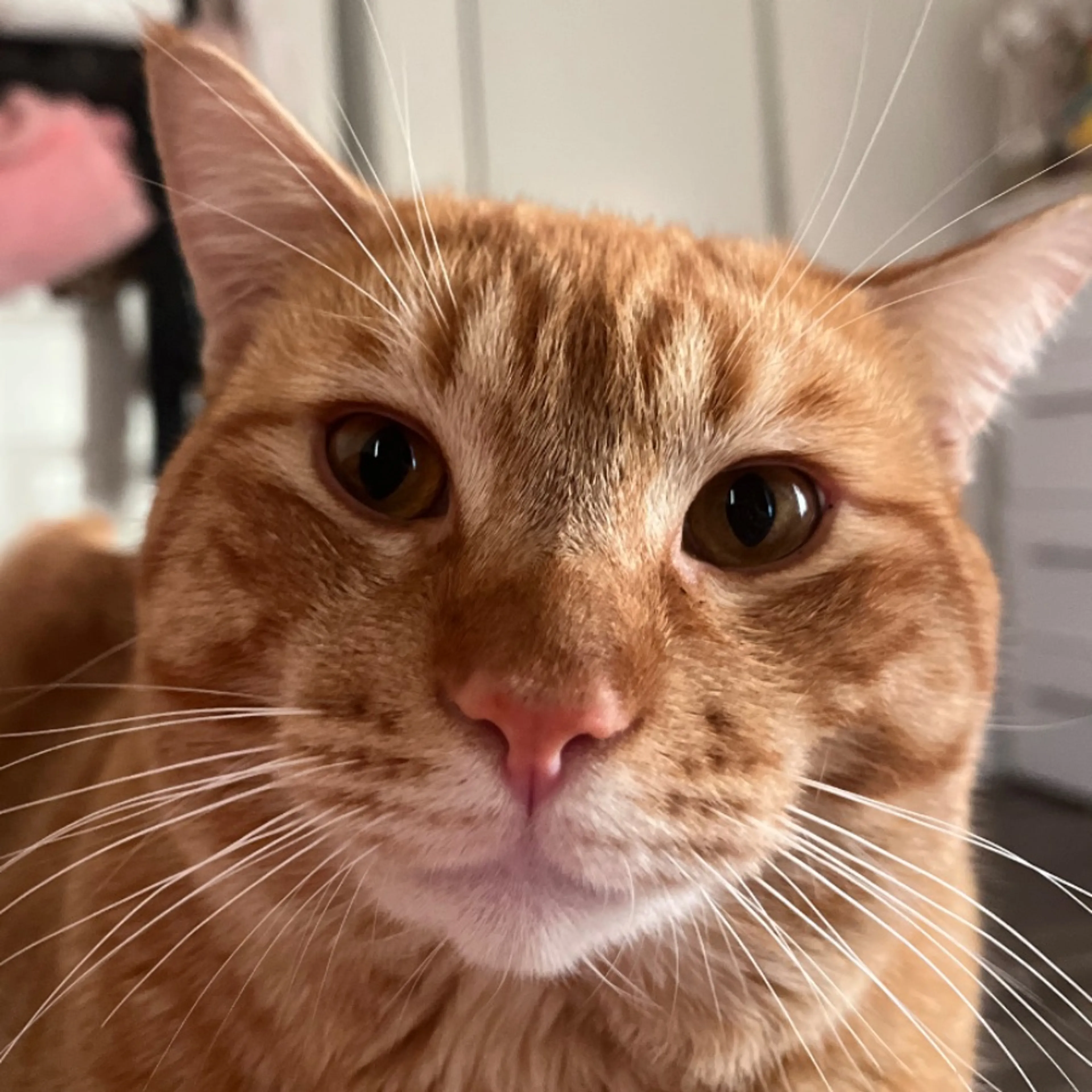 Lost pet