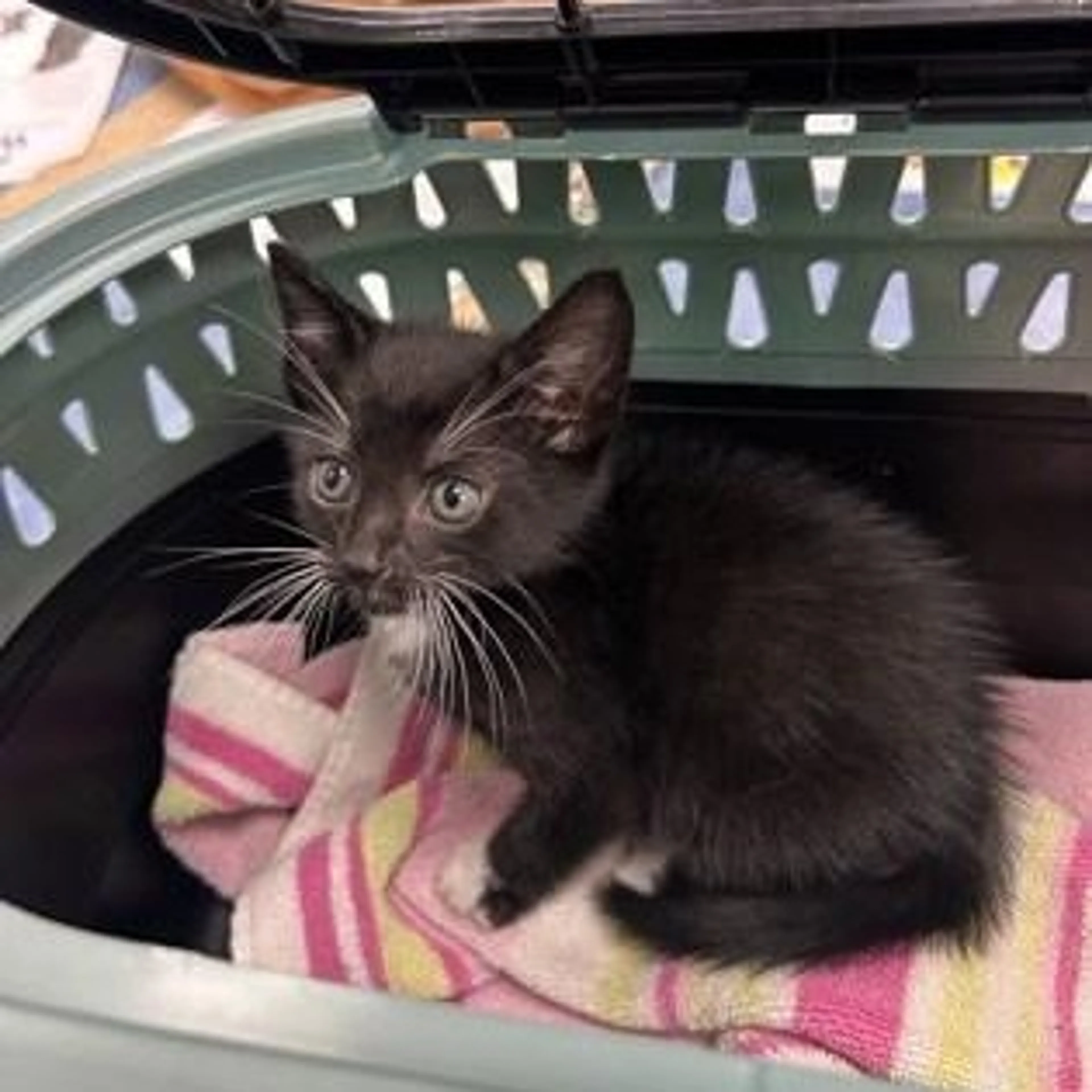 Found pet