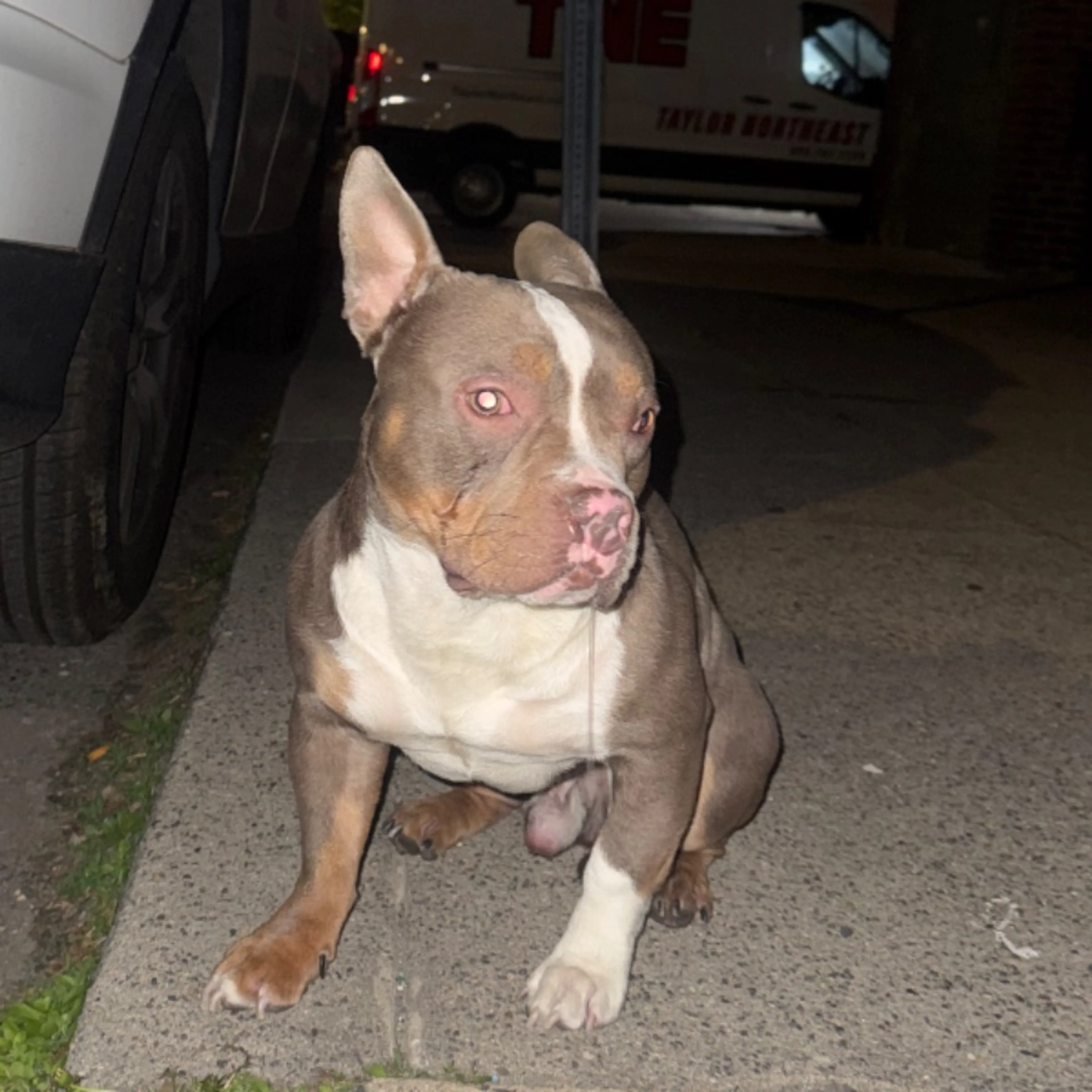 Found pet