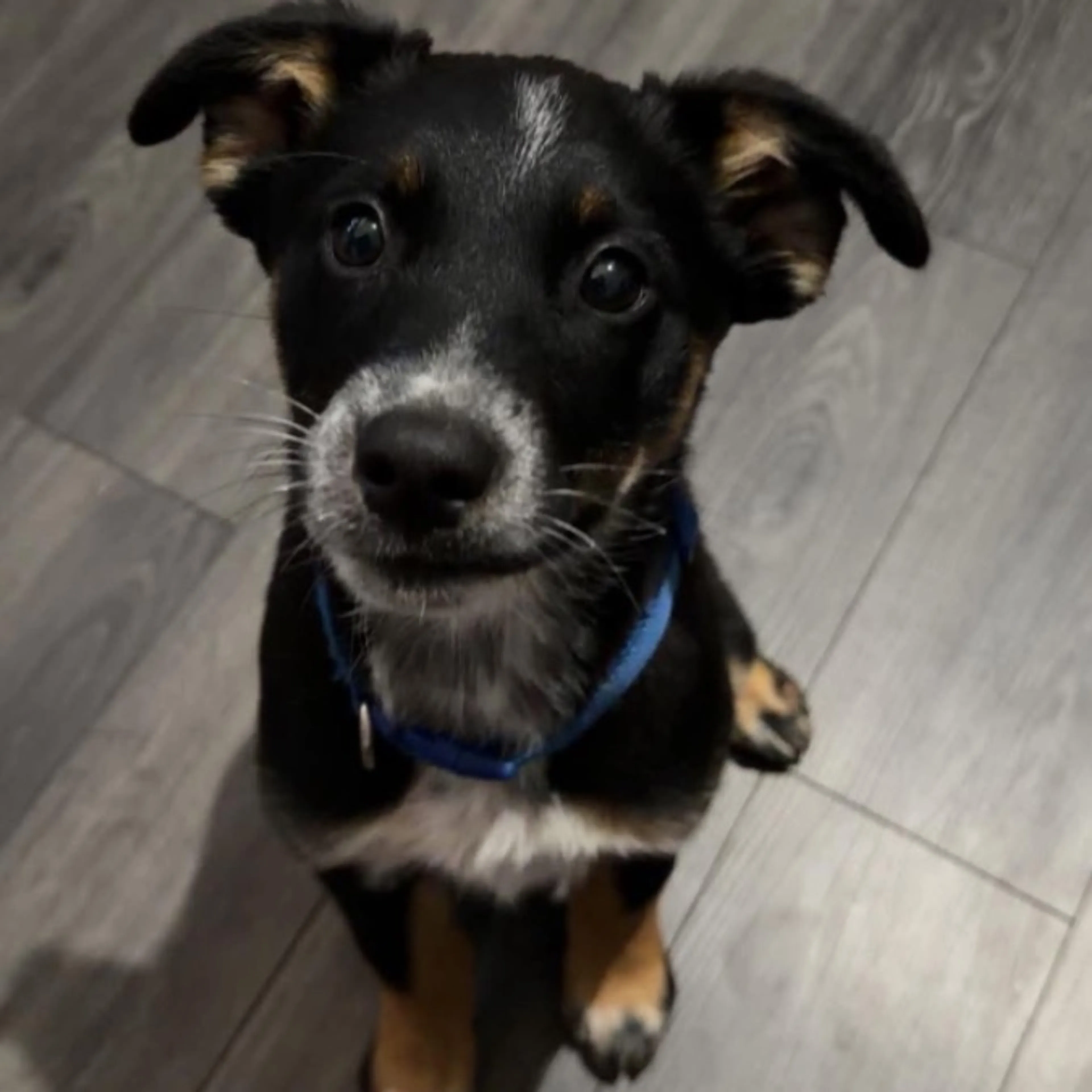 Lost pet