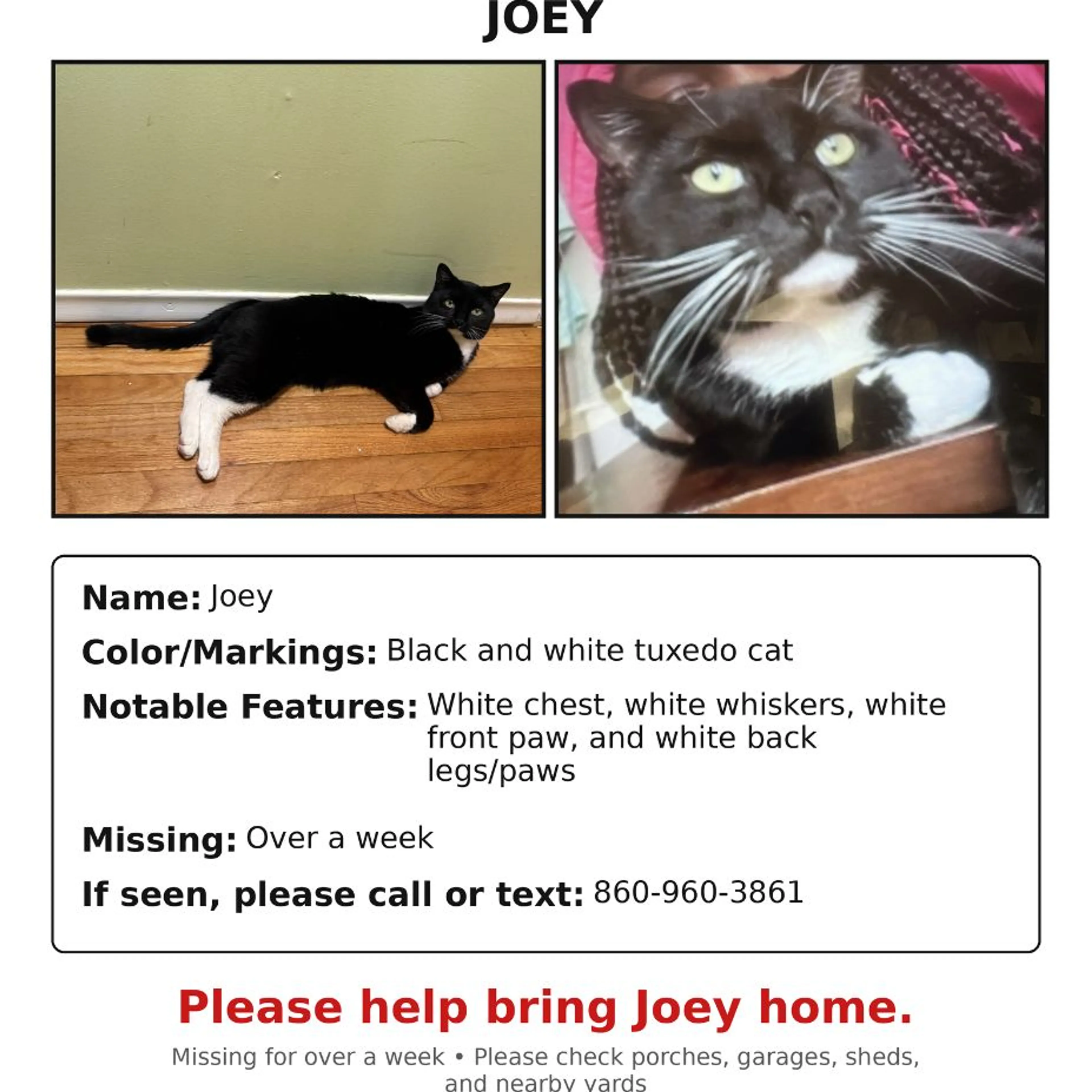 Lost pet