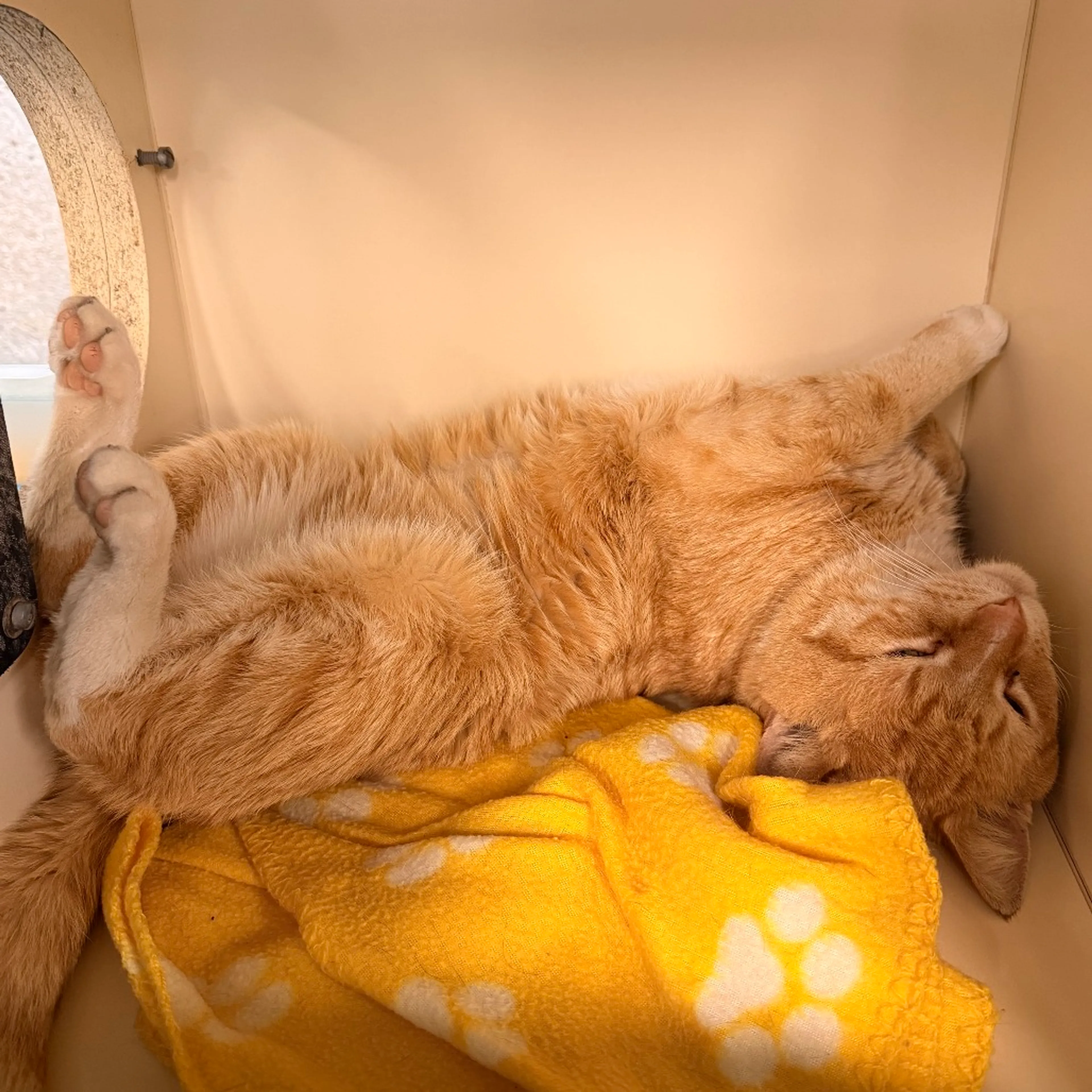 Found pet-1
