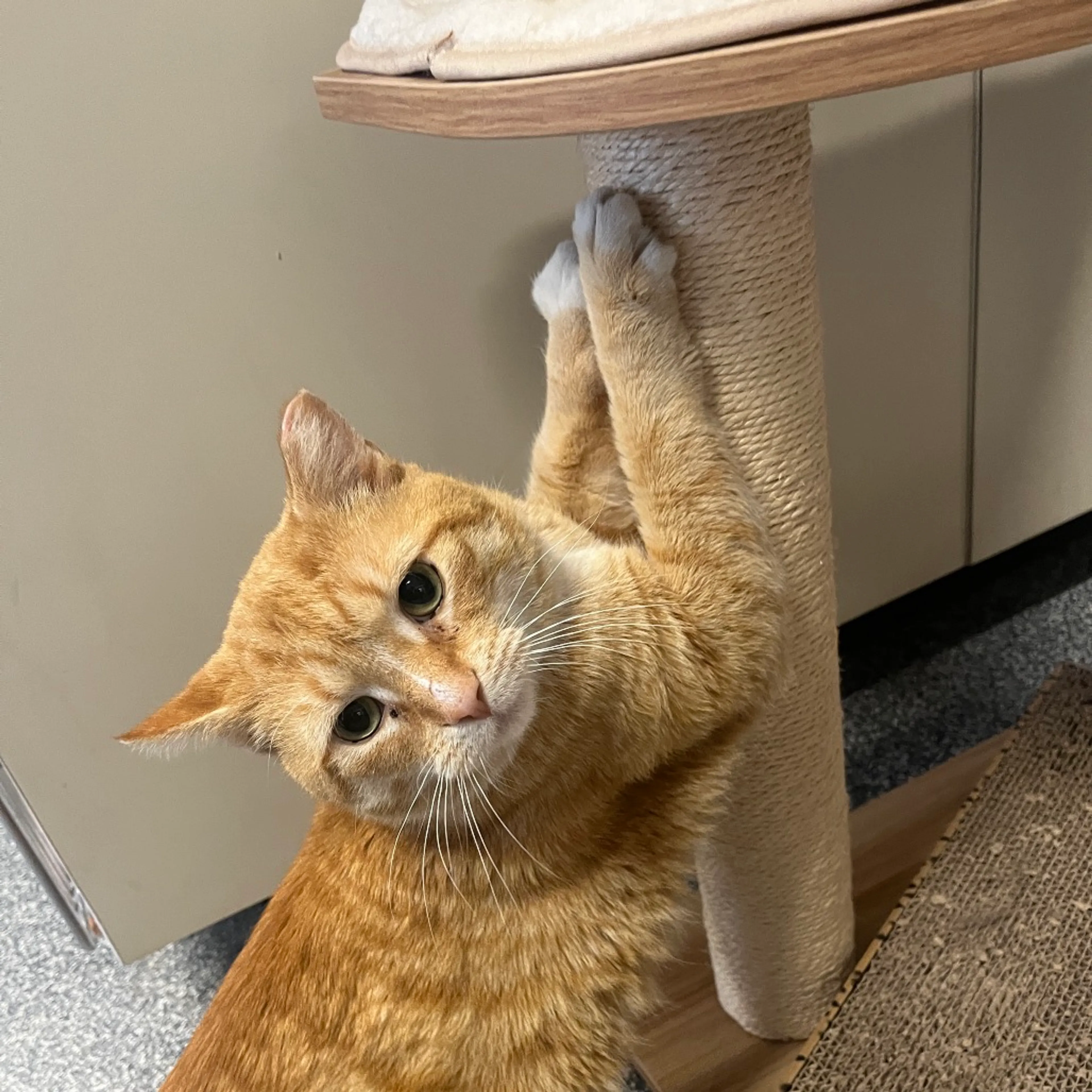 Found pet-2