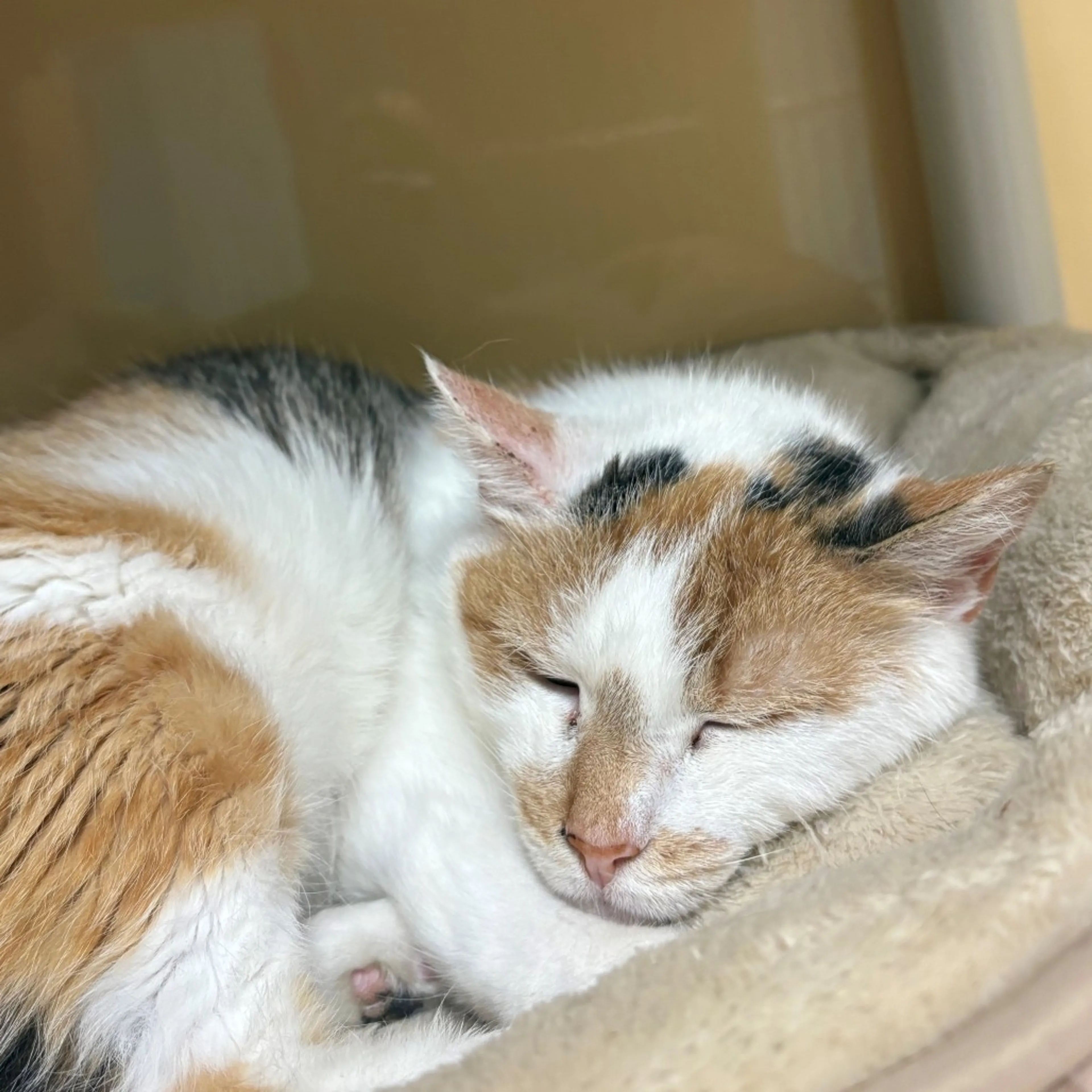 Found pet-1