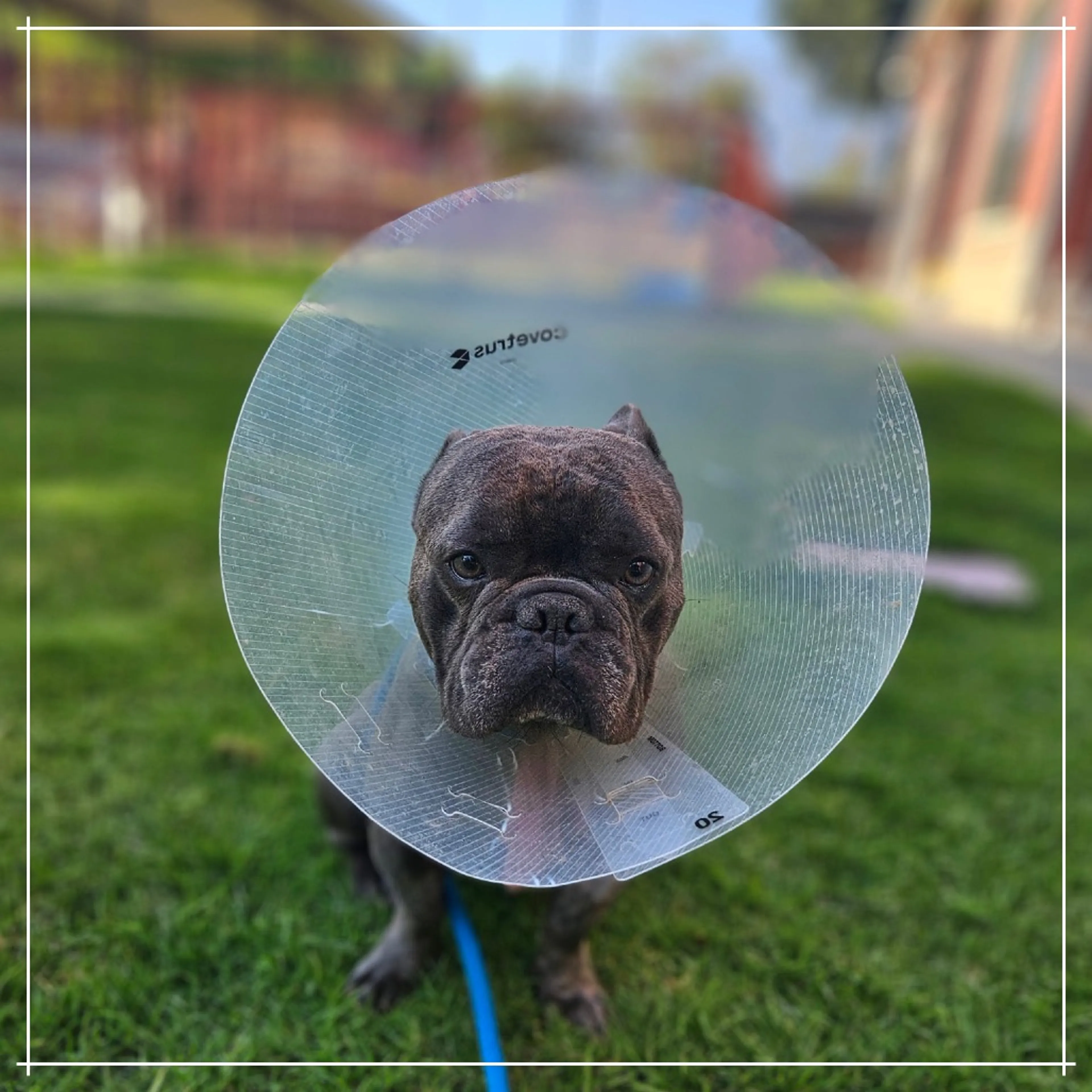 Found pet-2