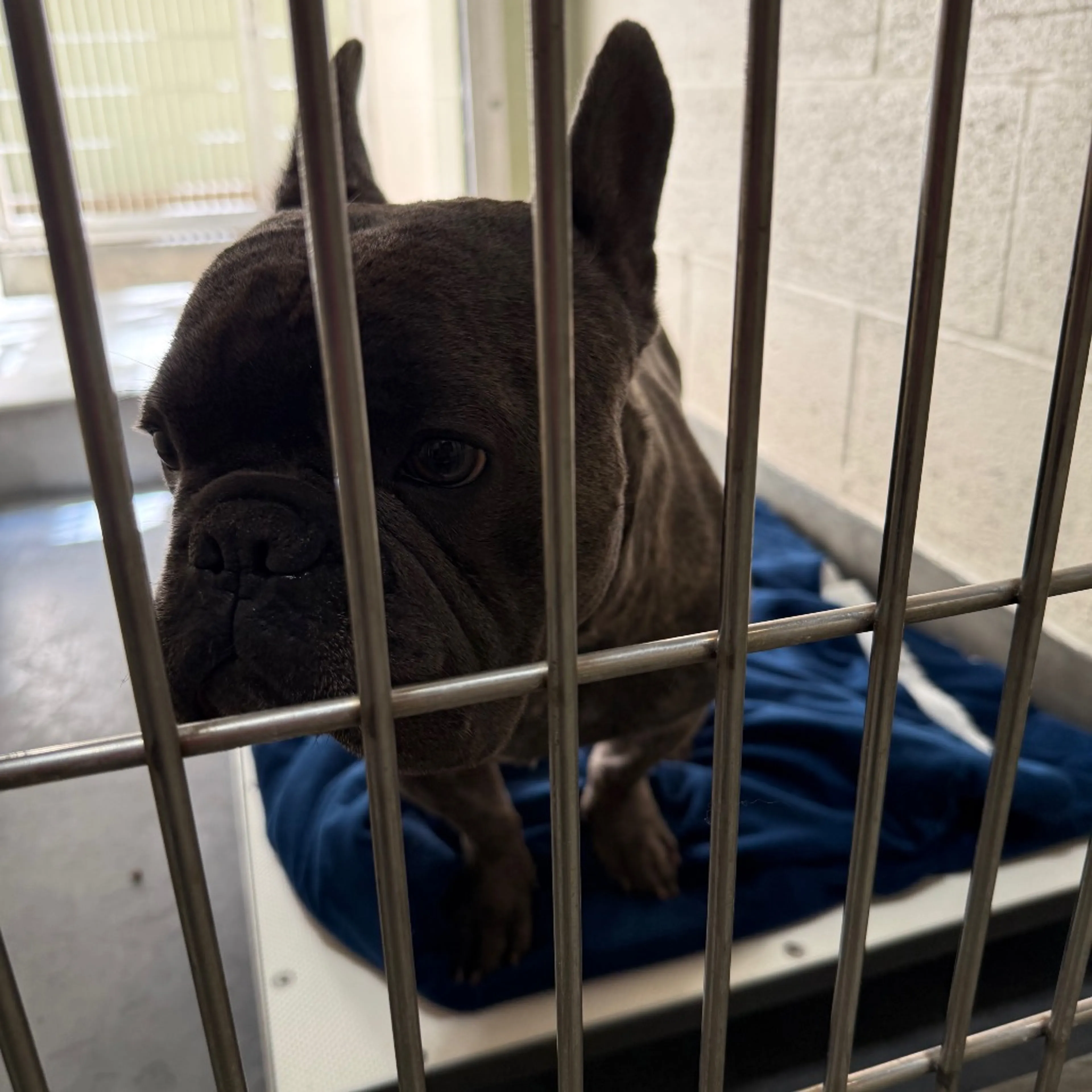 Found pet-1