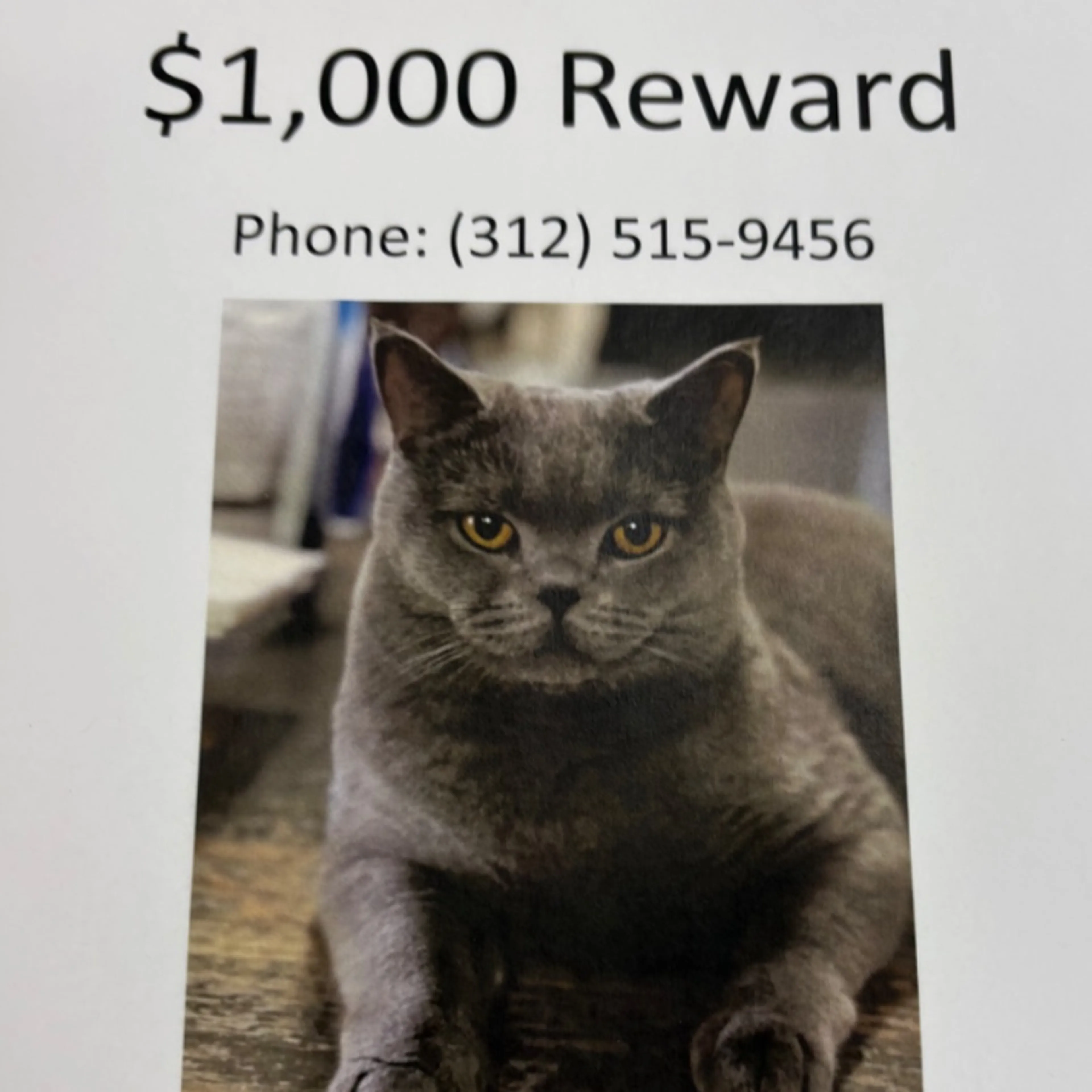 Lost pet