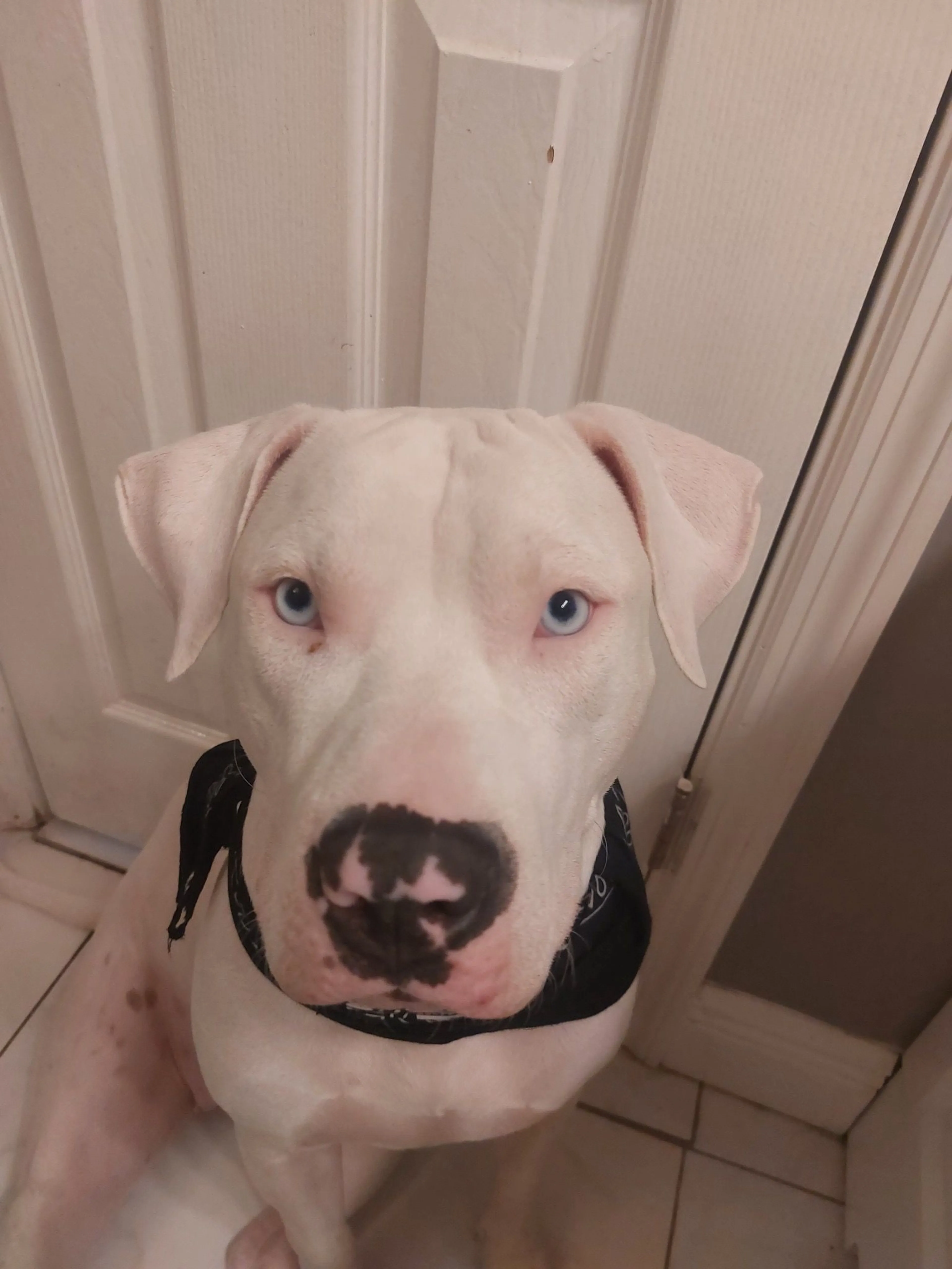 Lost pet-0