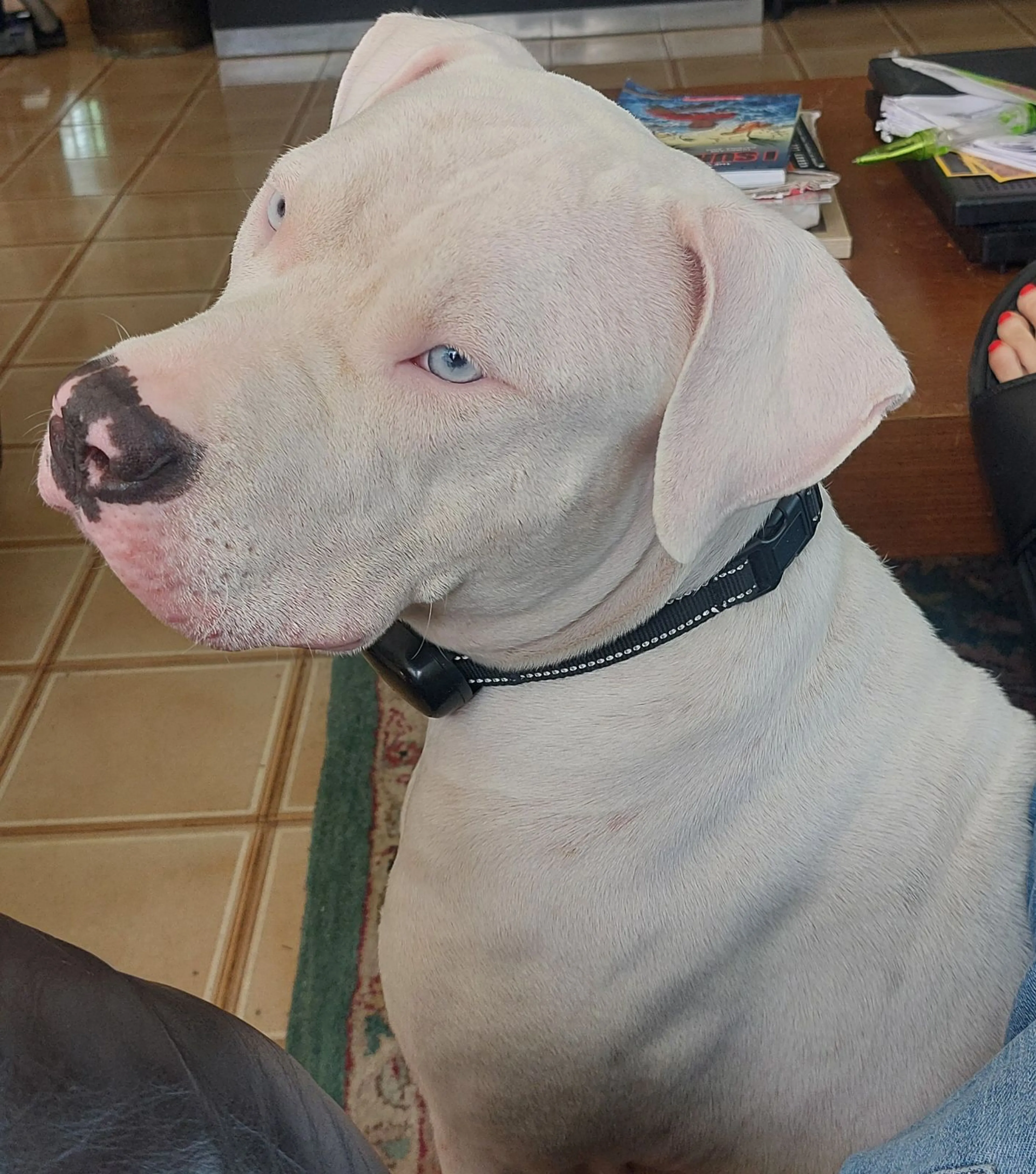 Lost pet-2