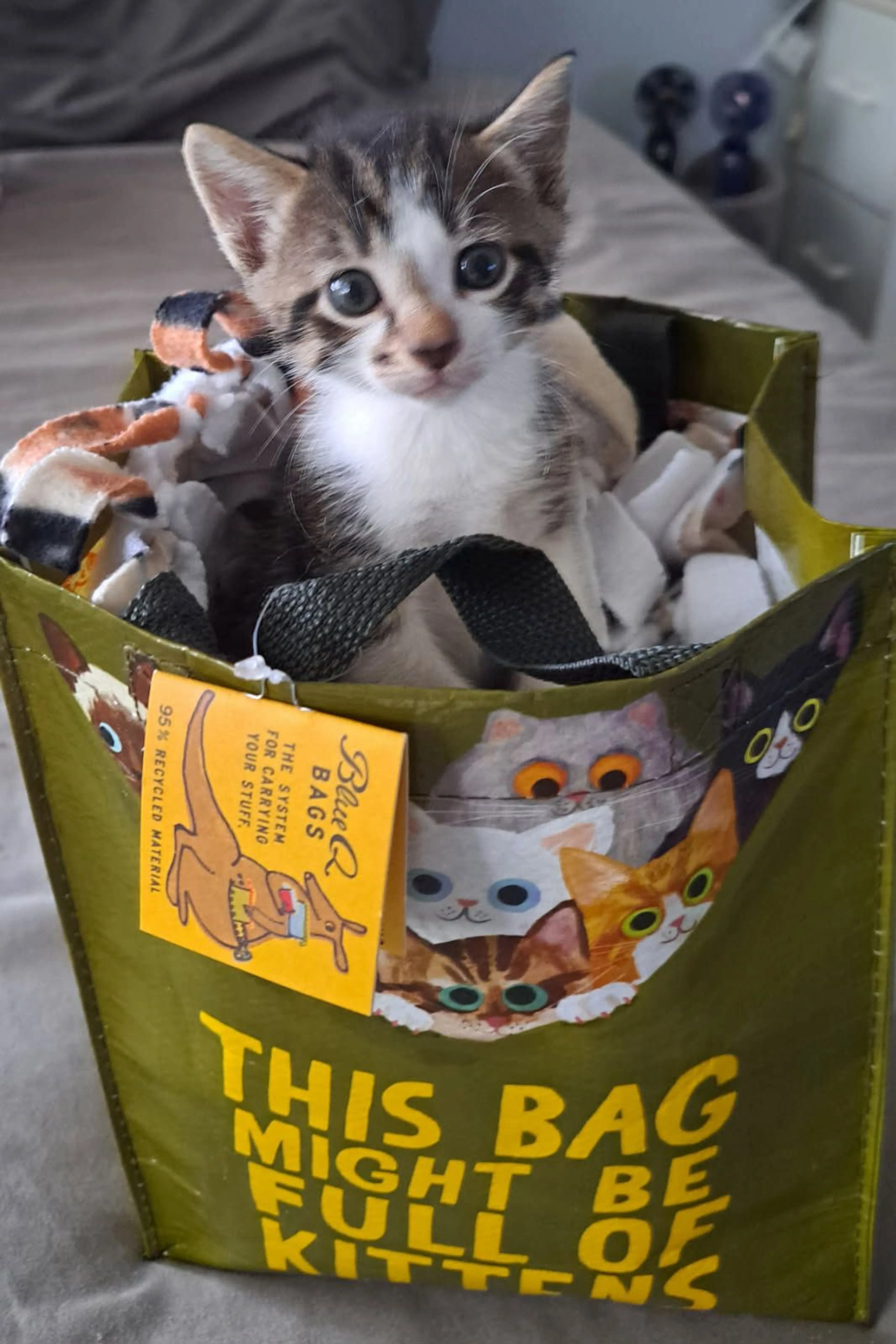 Found pet-1