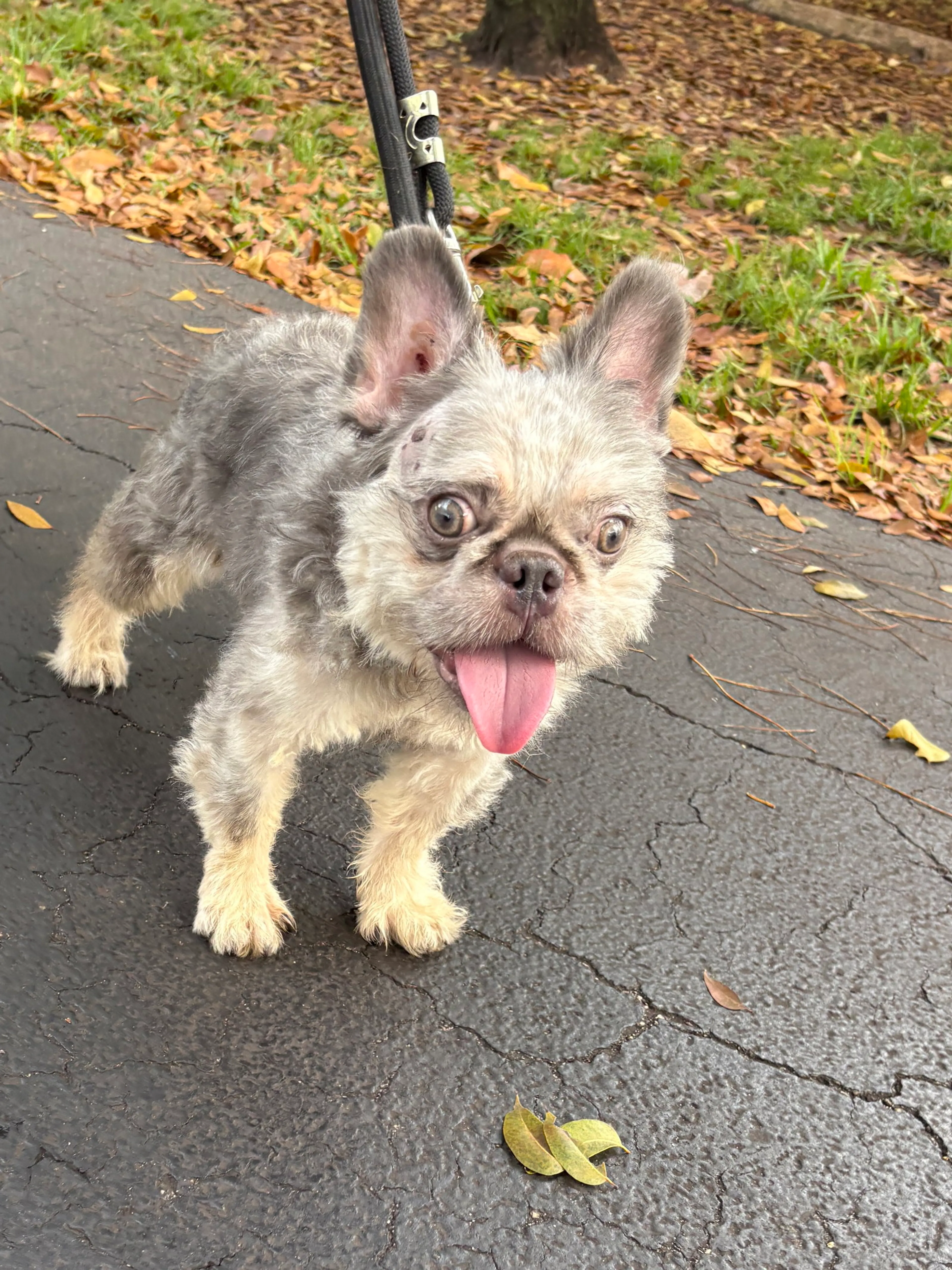 Found pet-2