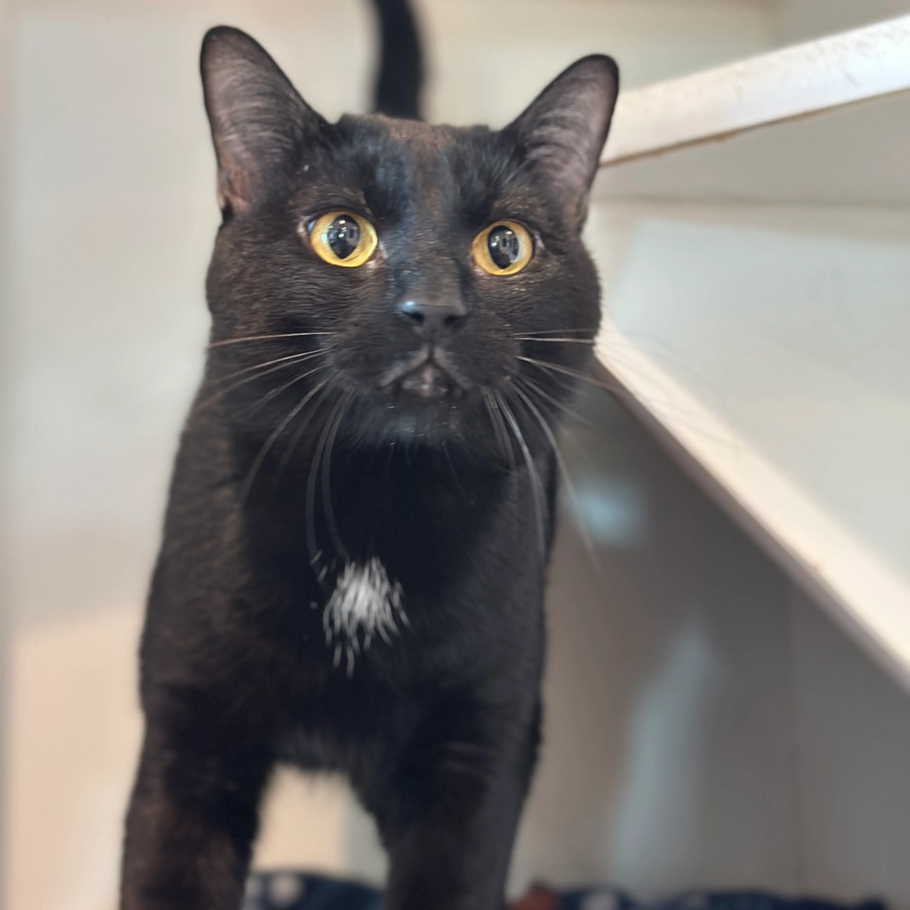 Found pet-1