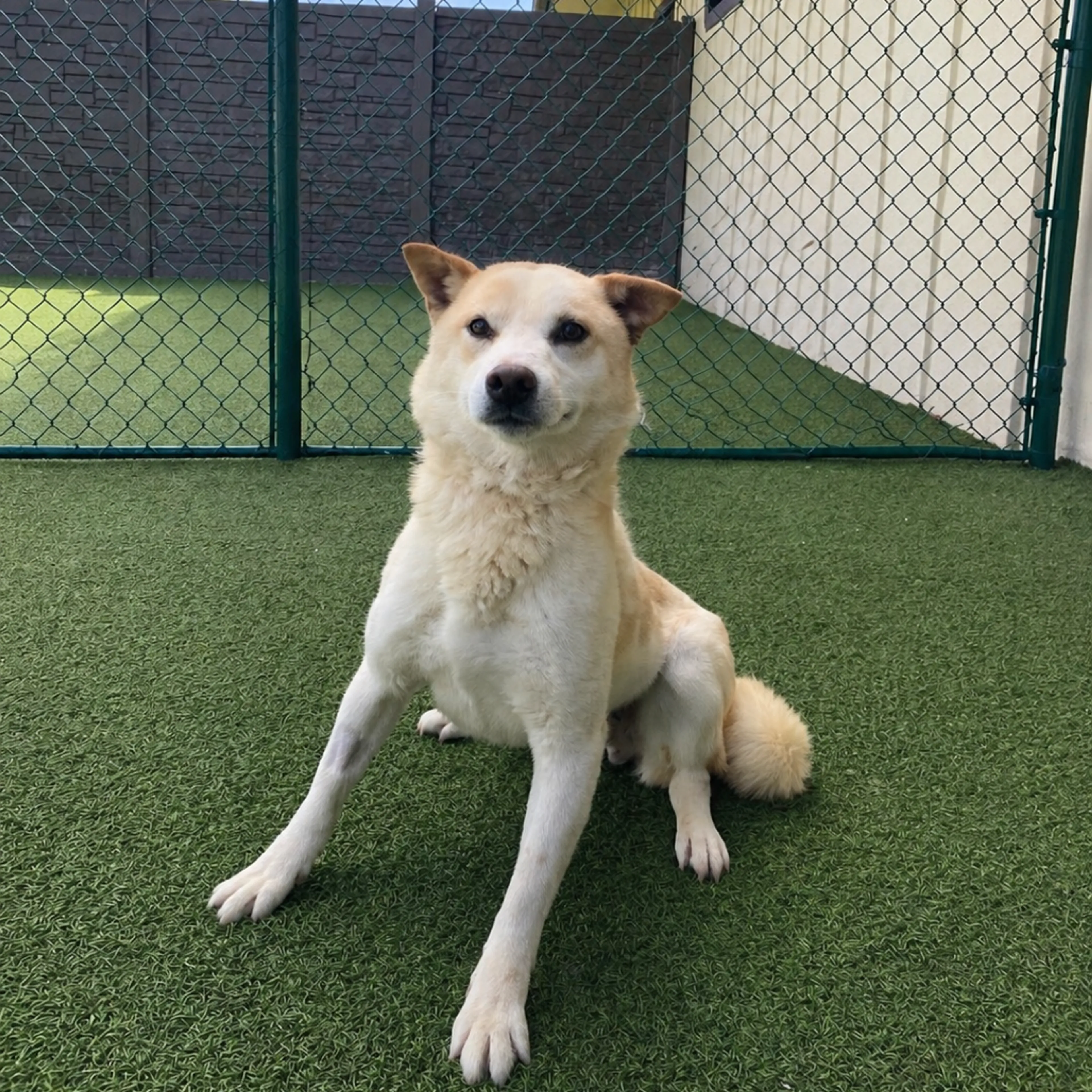 Found pet-3