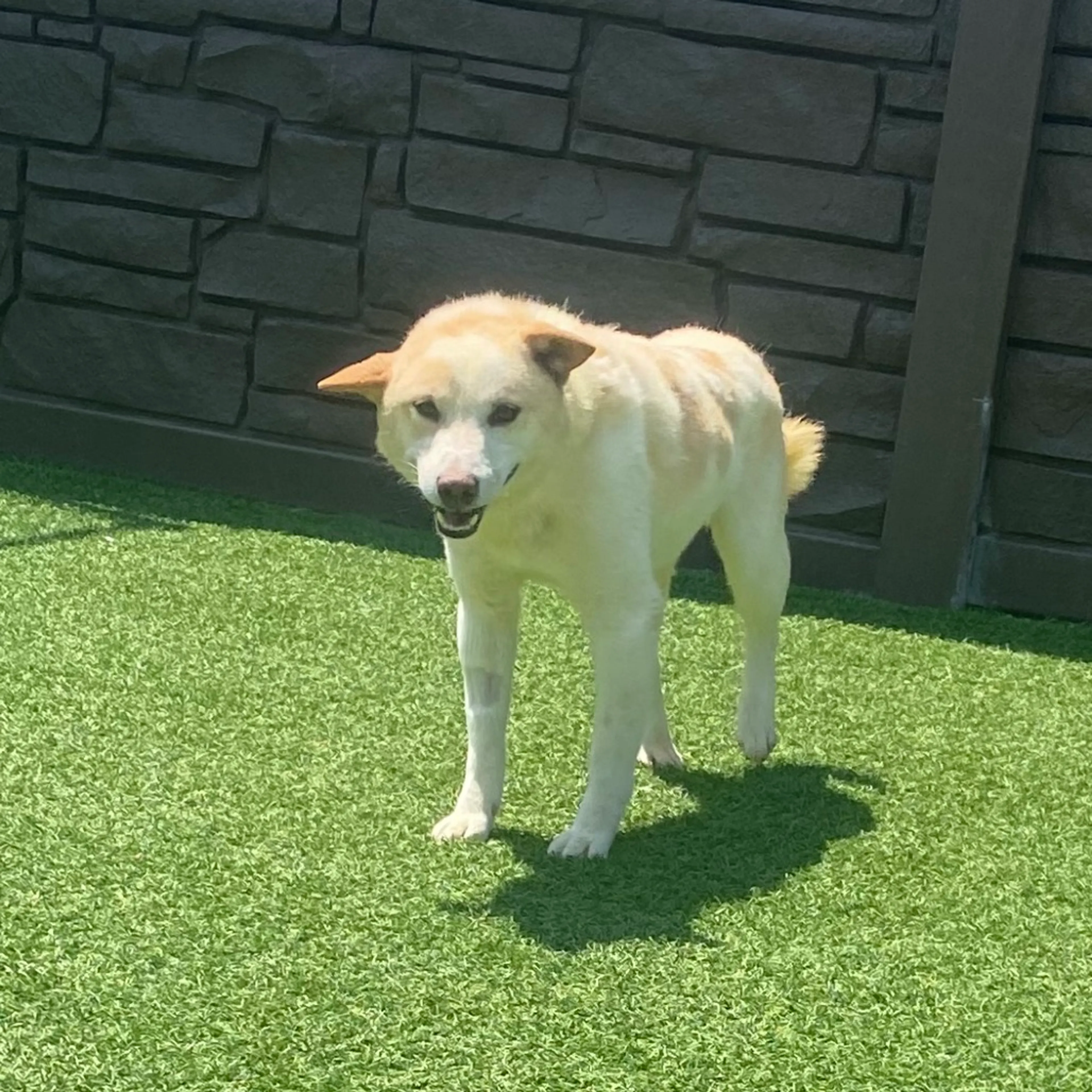 Found pet-2