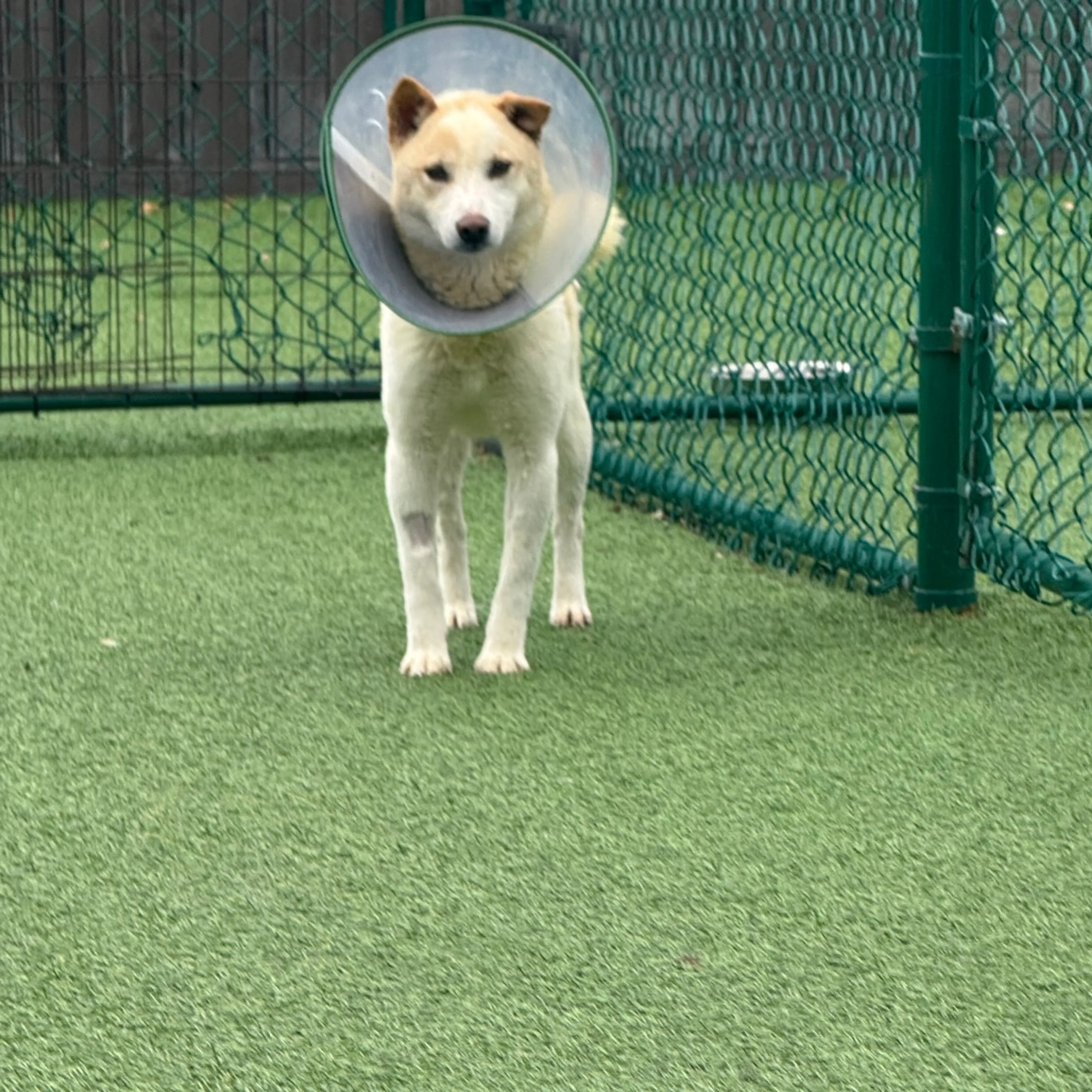 Found pet-1