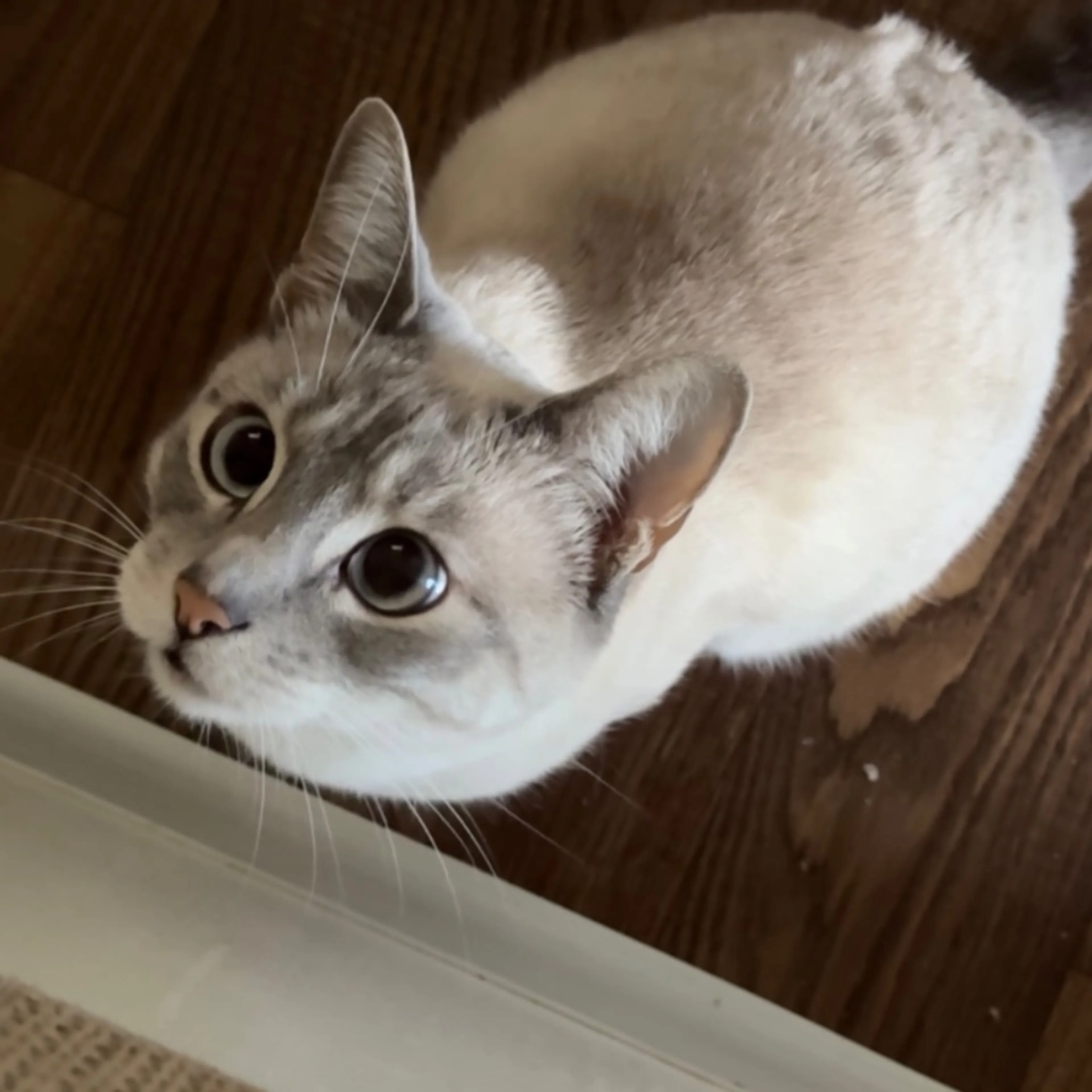 Lost pet