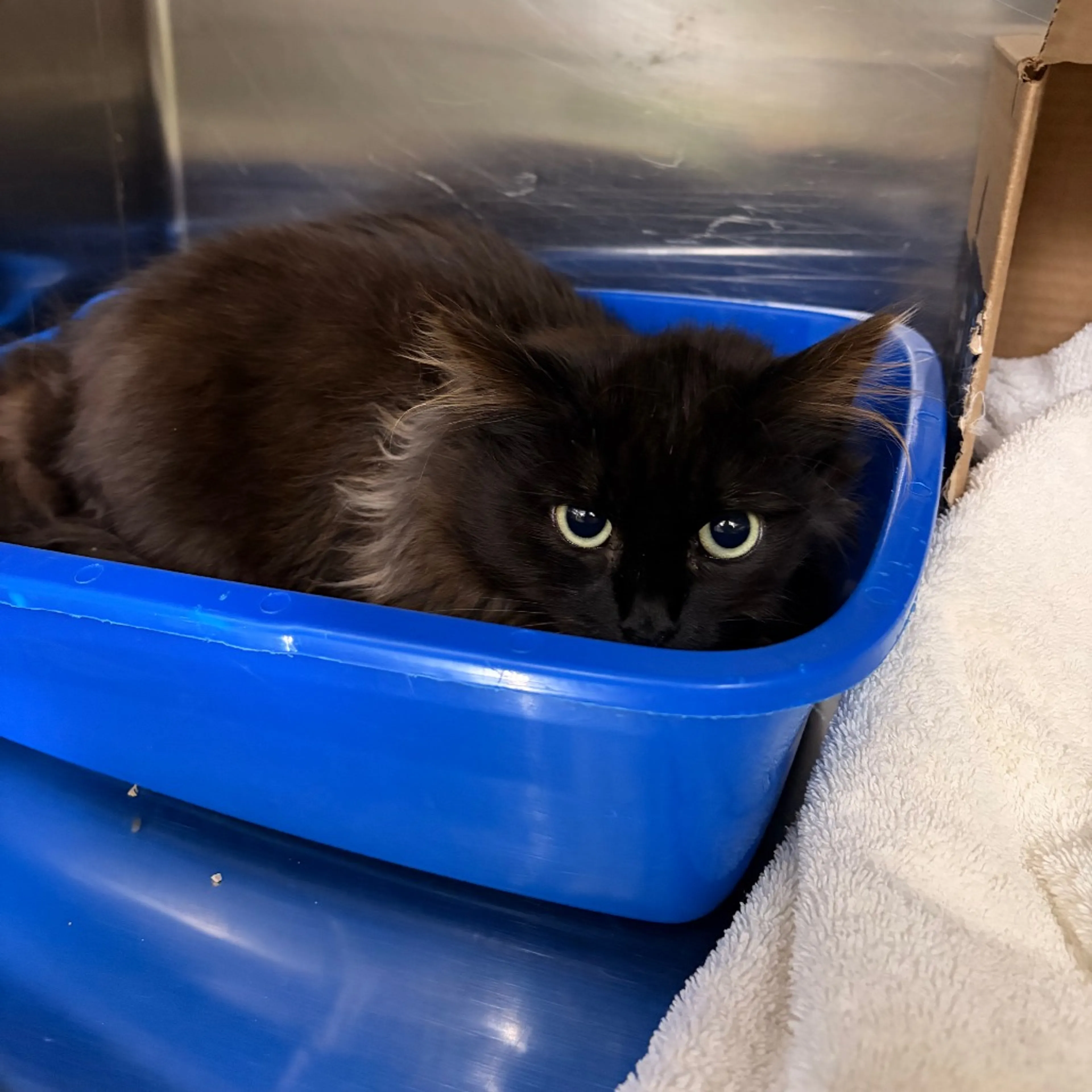 Found pet-1