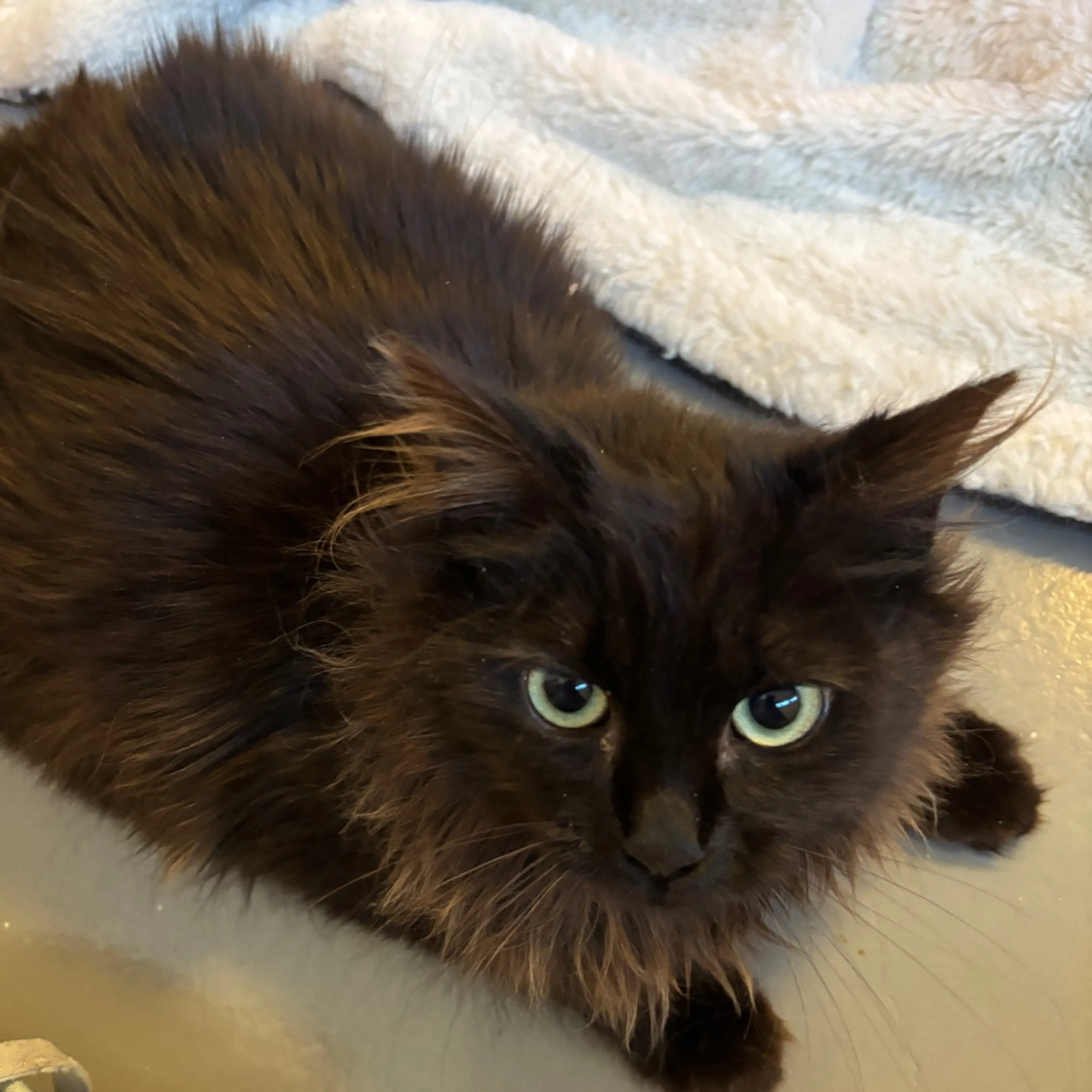 Found pet-0