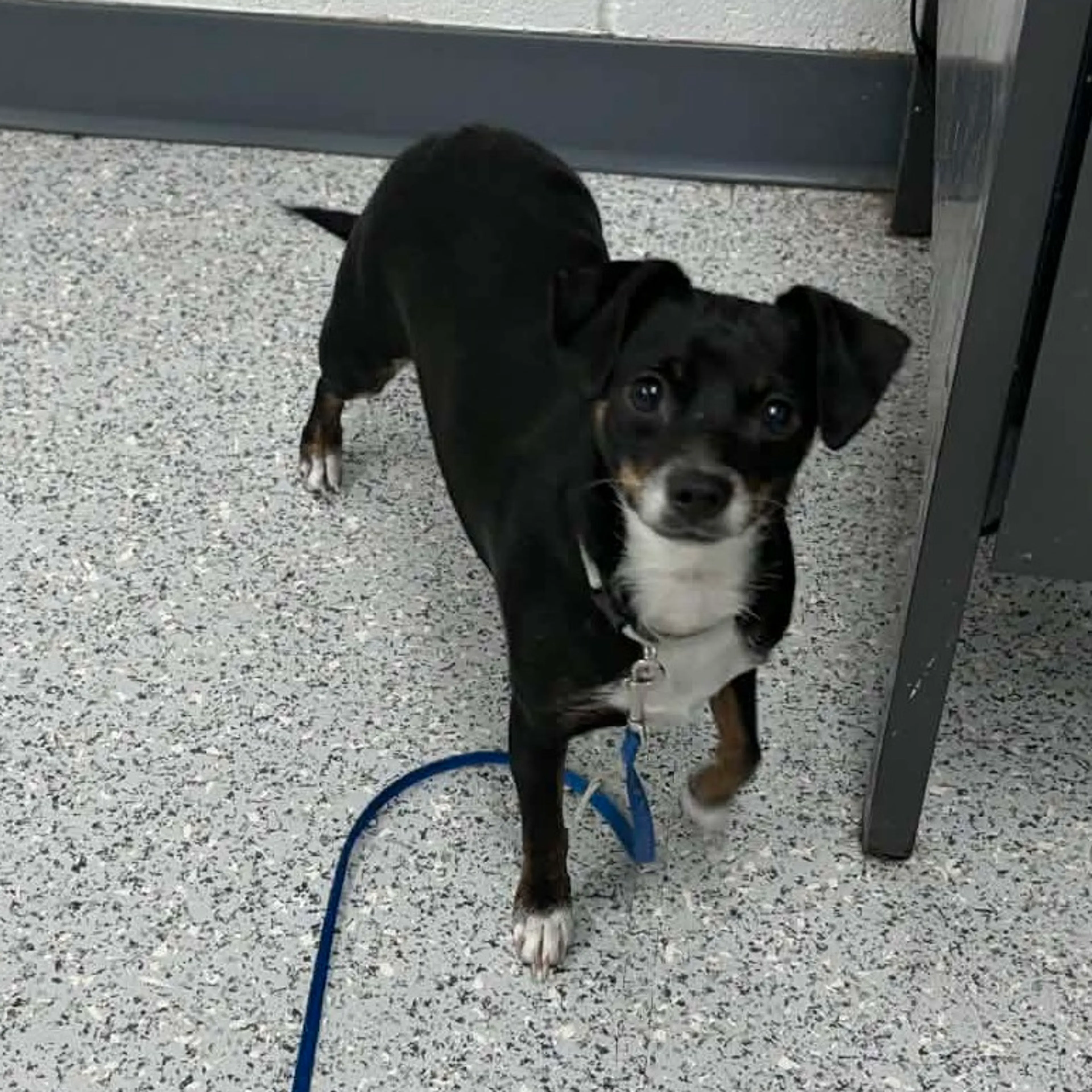 Found pet