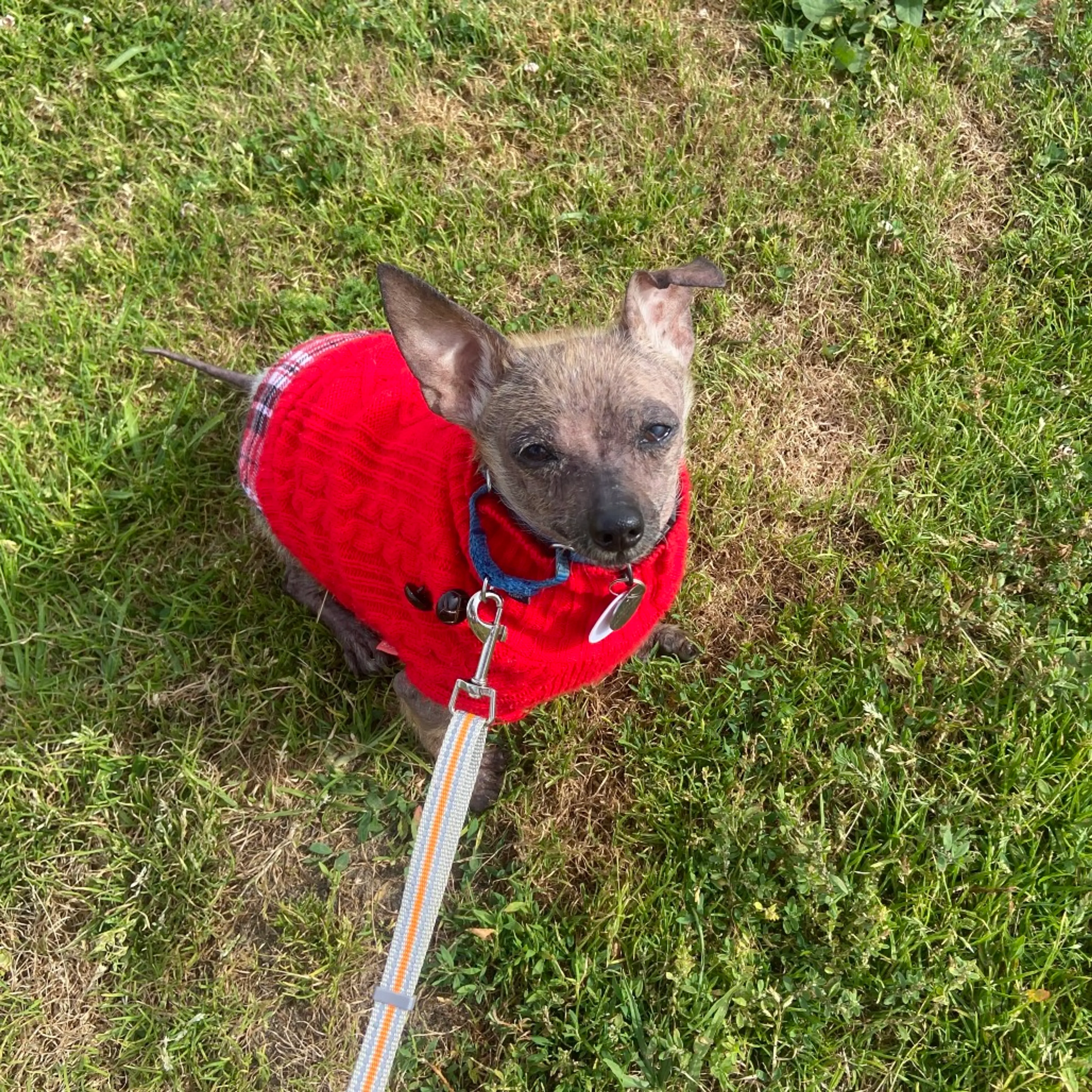 Found pet-4