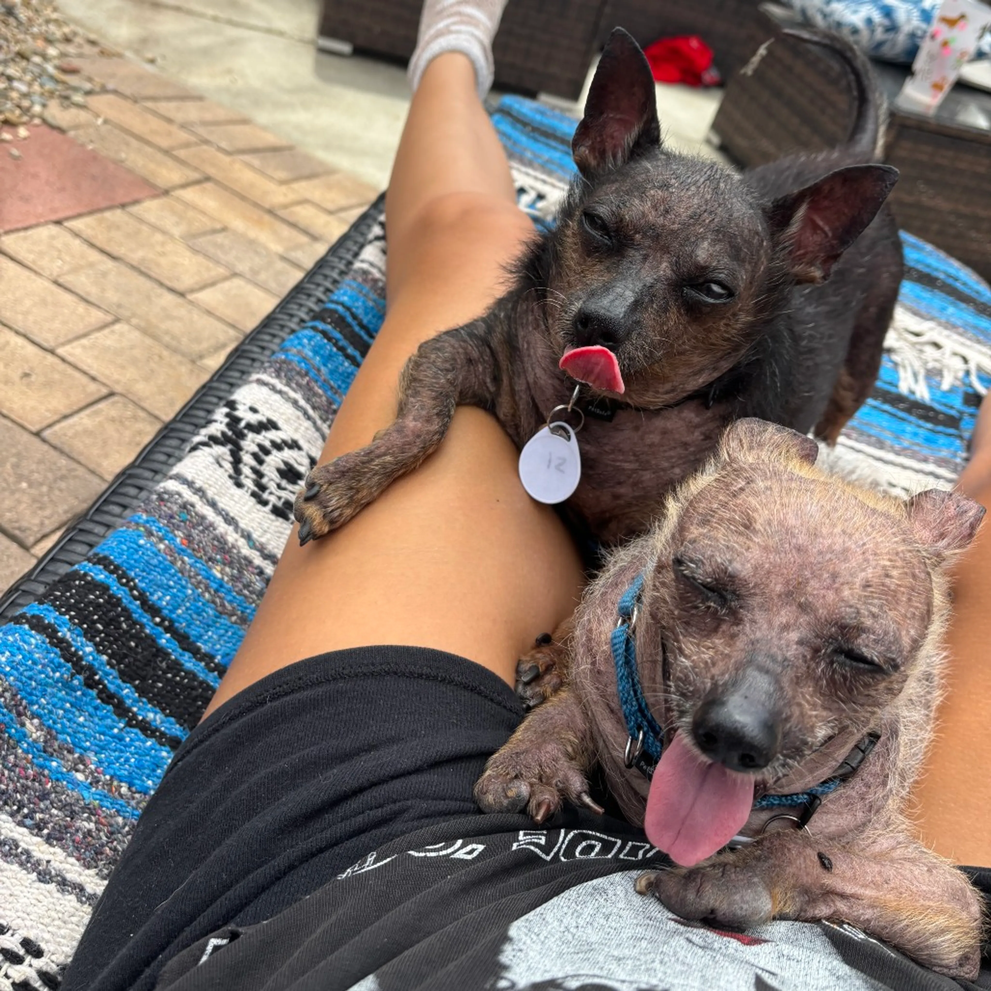 Found pet-7