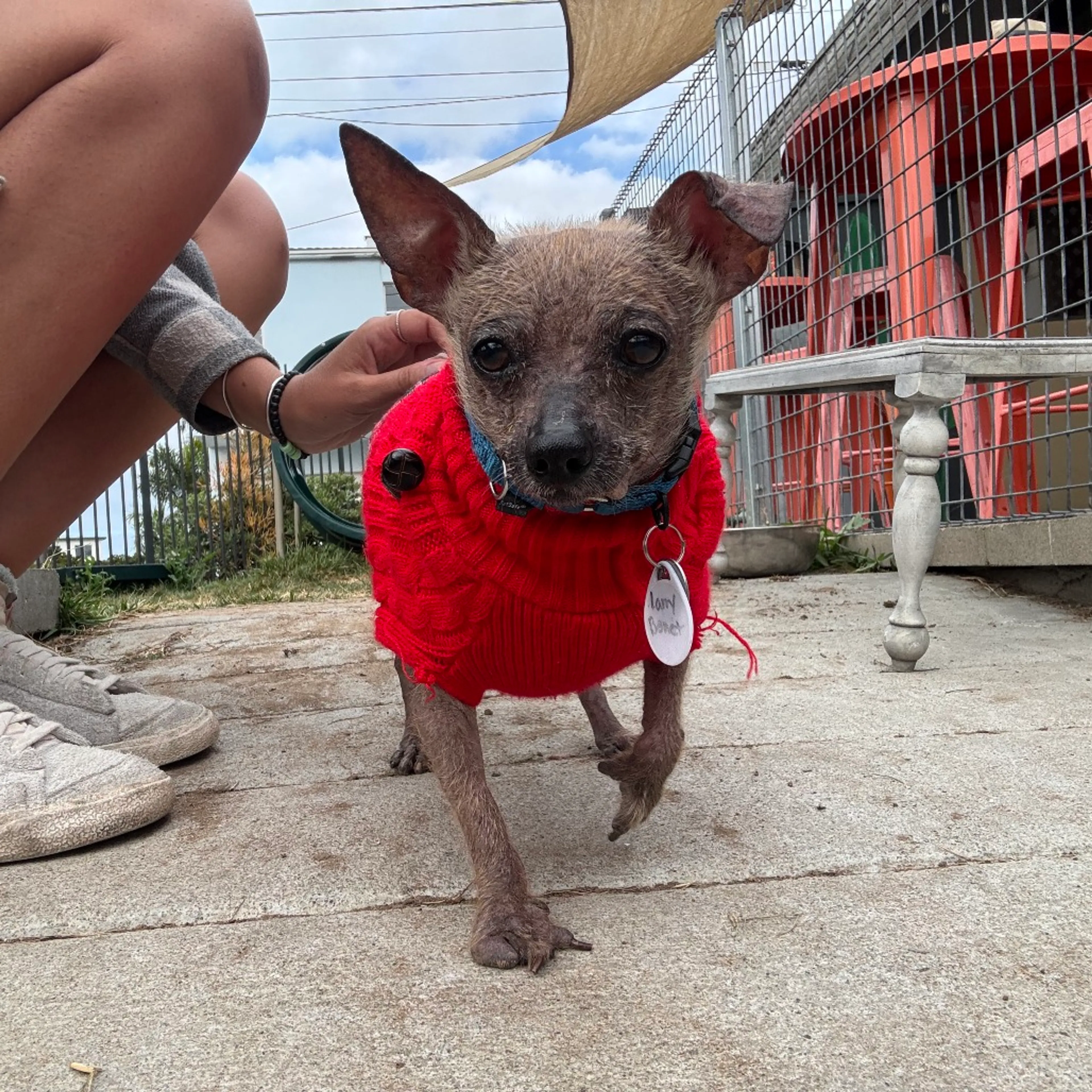 Found pet-3