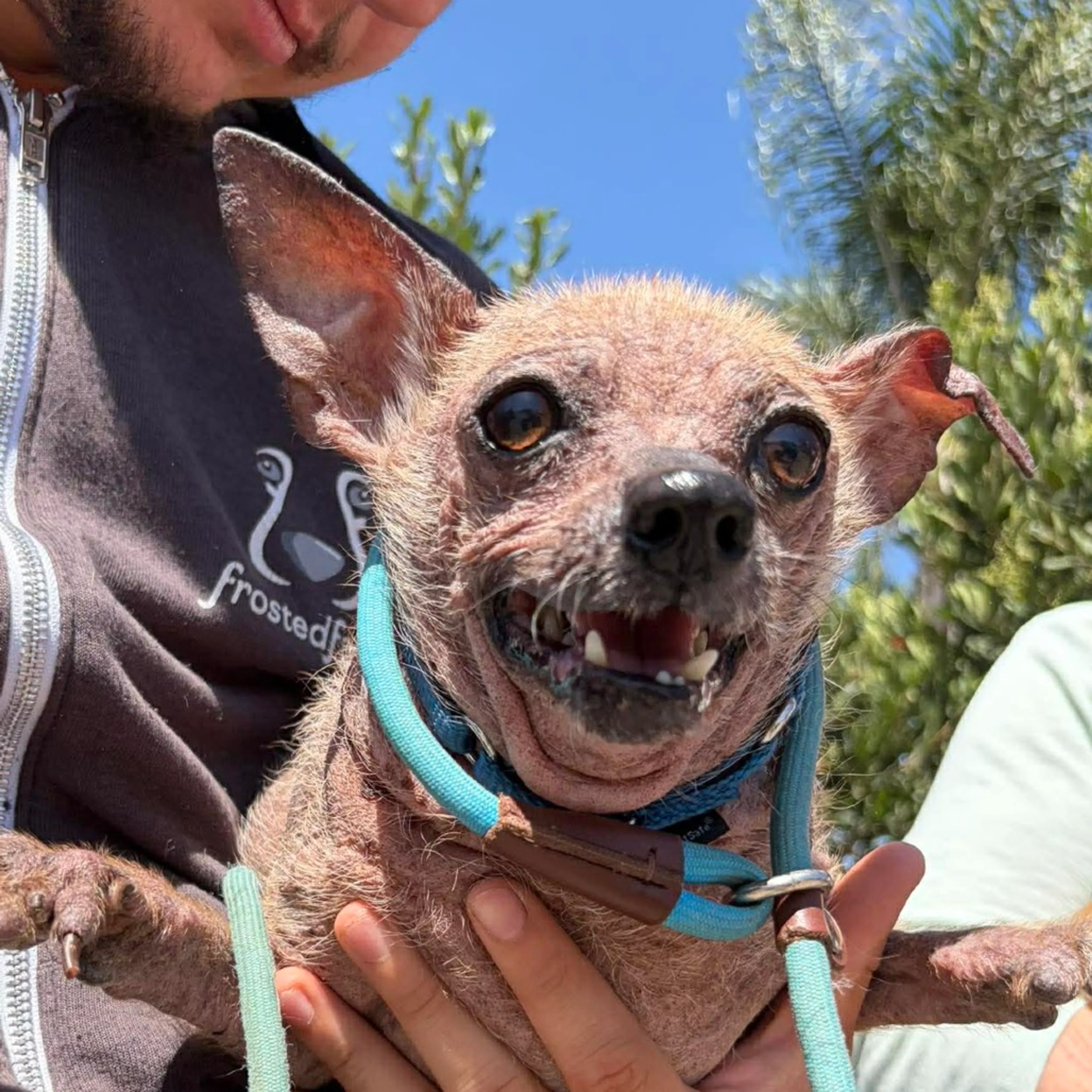 Found pet-1