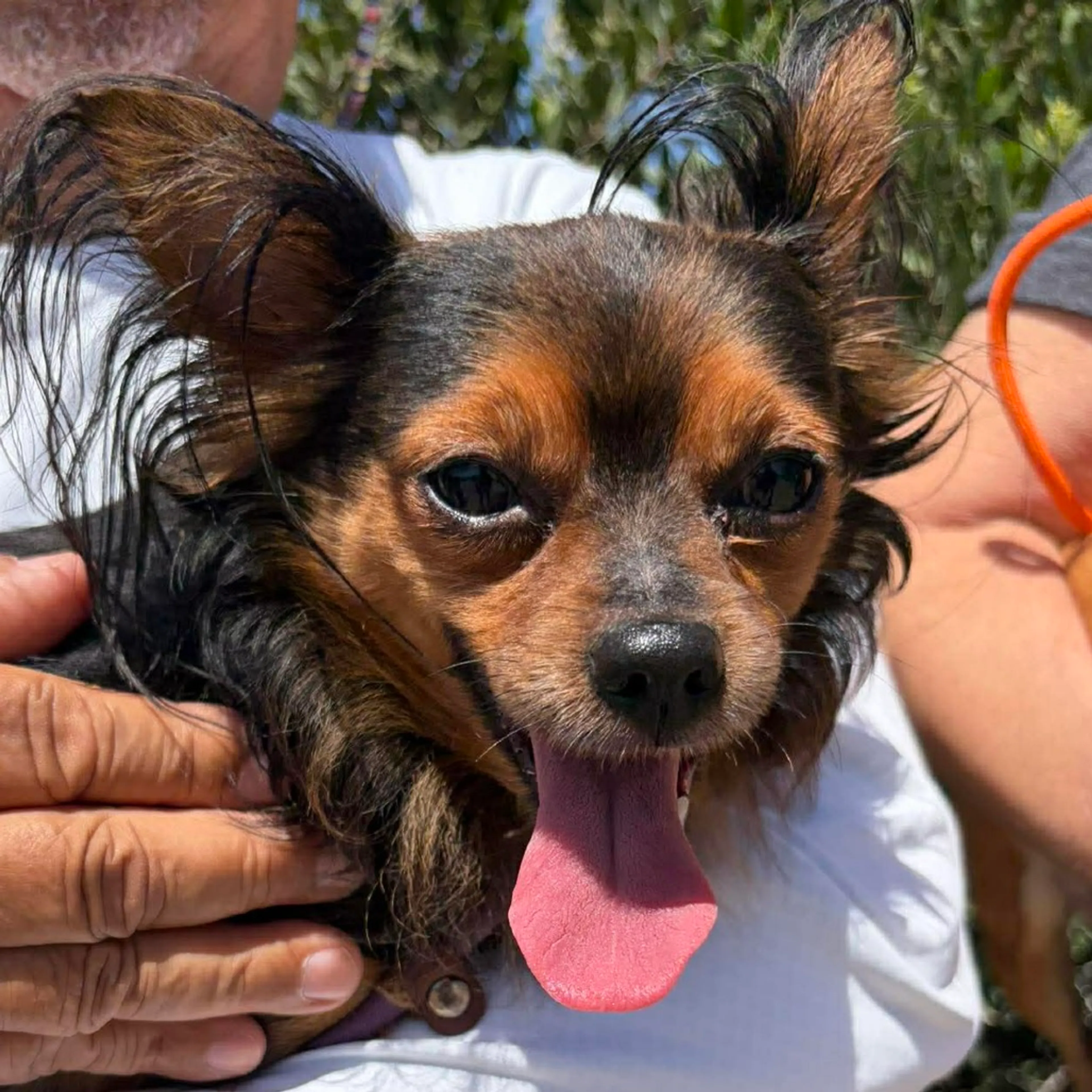 Found pet-1