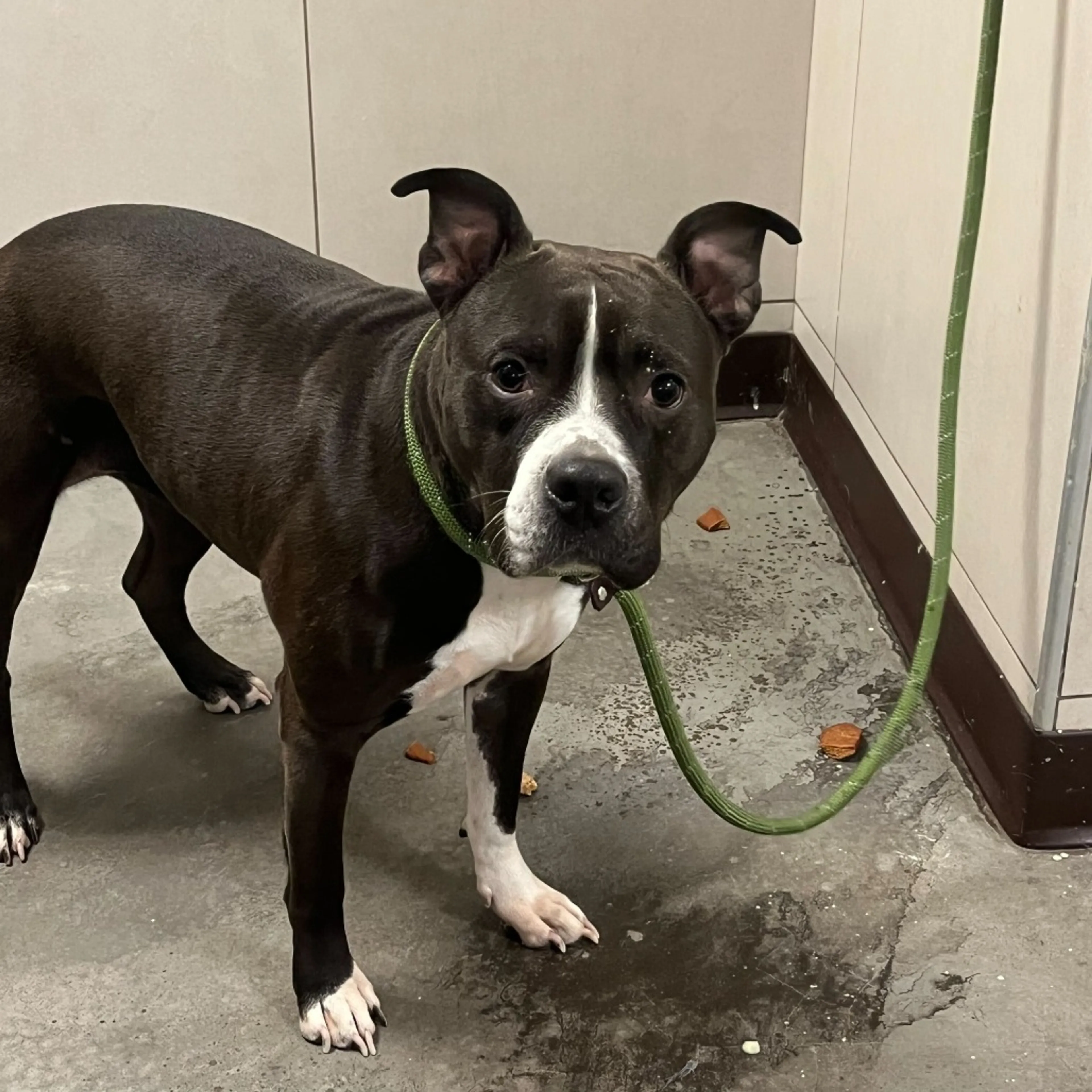 Found pet-4
