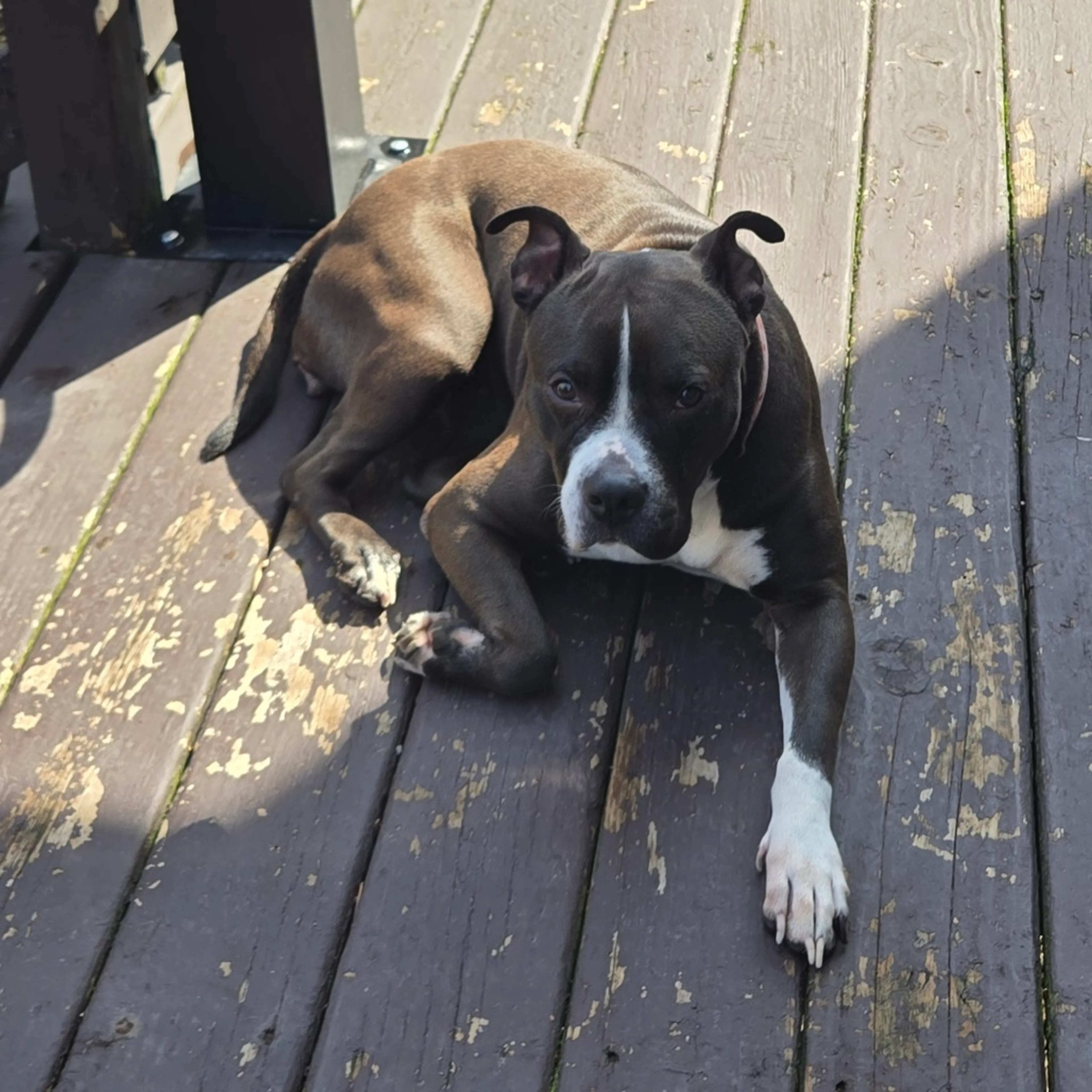 Found pet-1