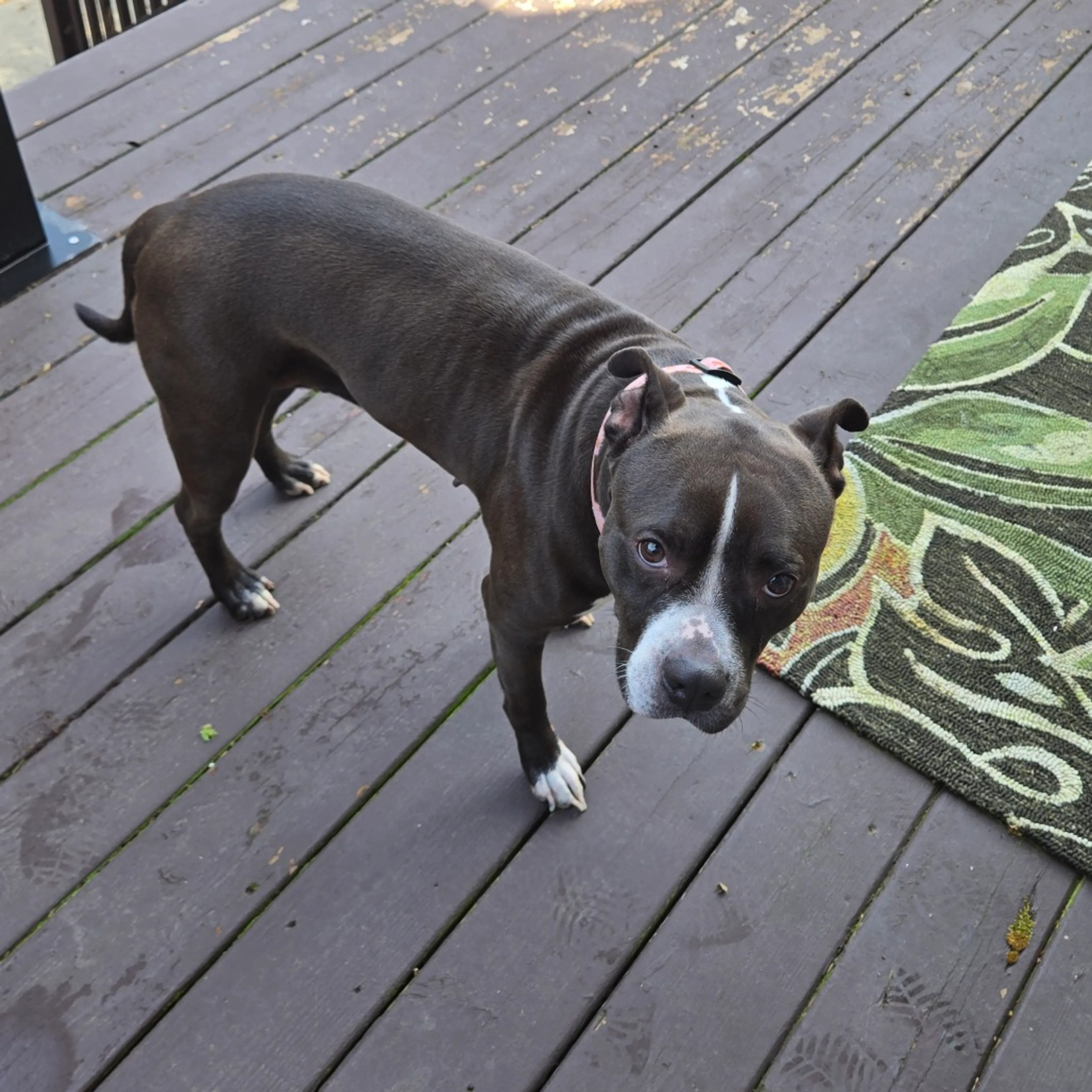 Found pet-2