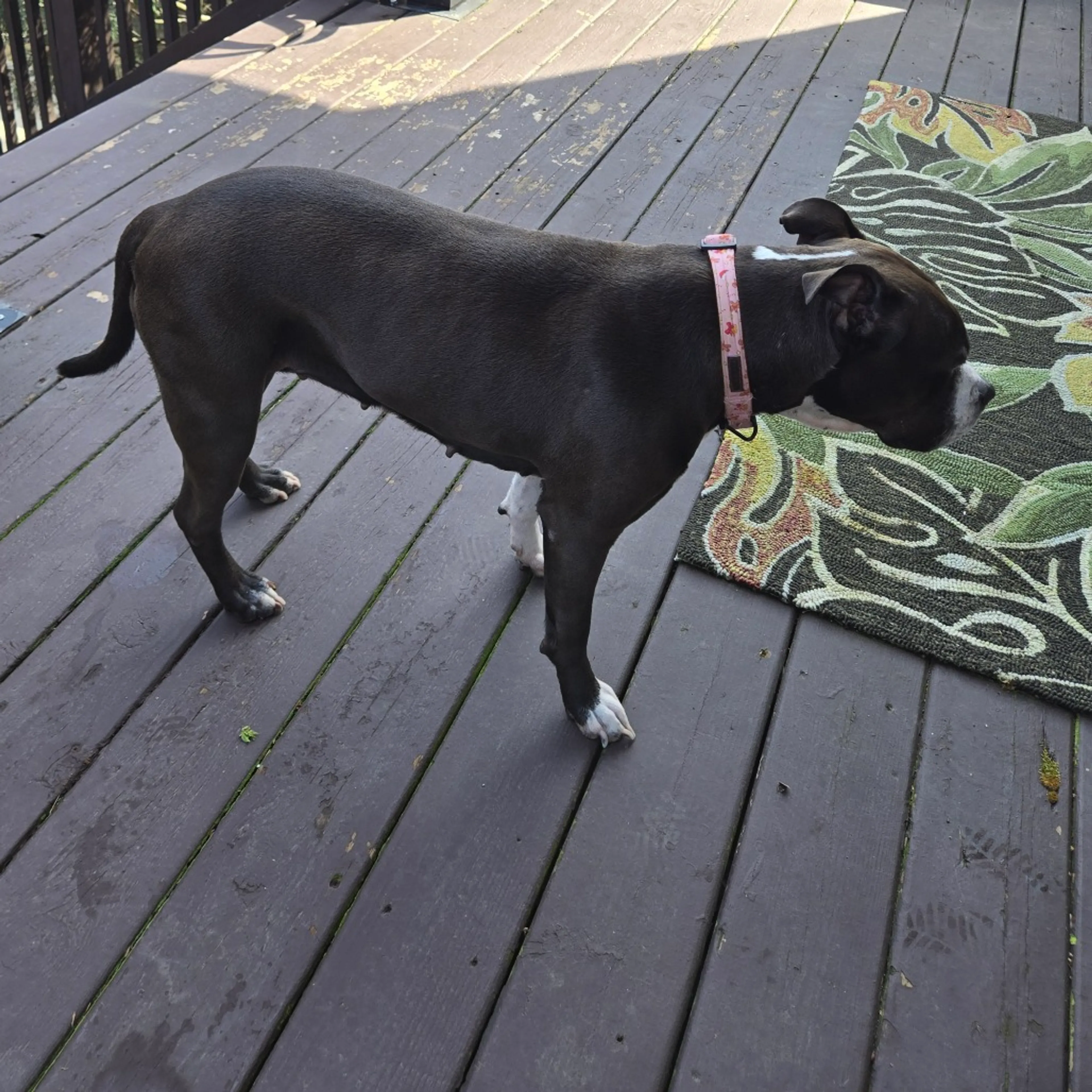 Found pet-3